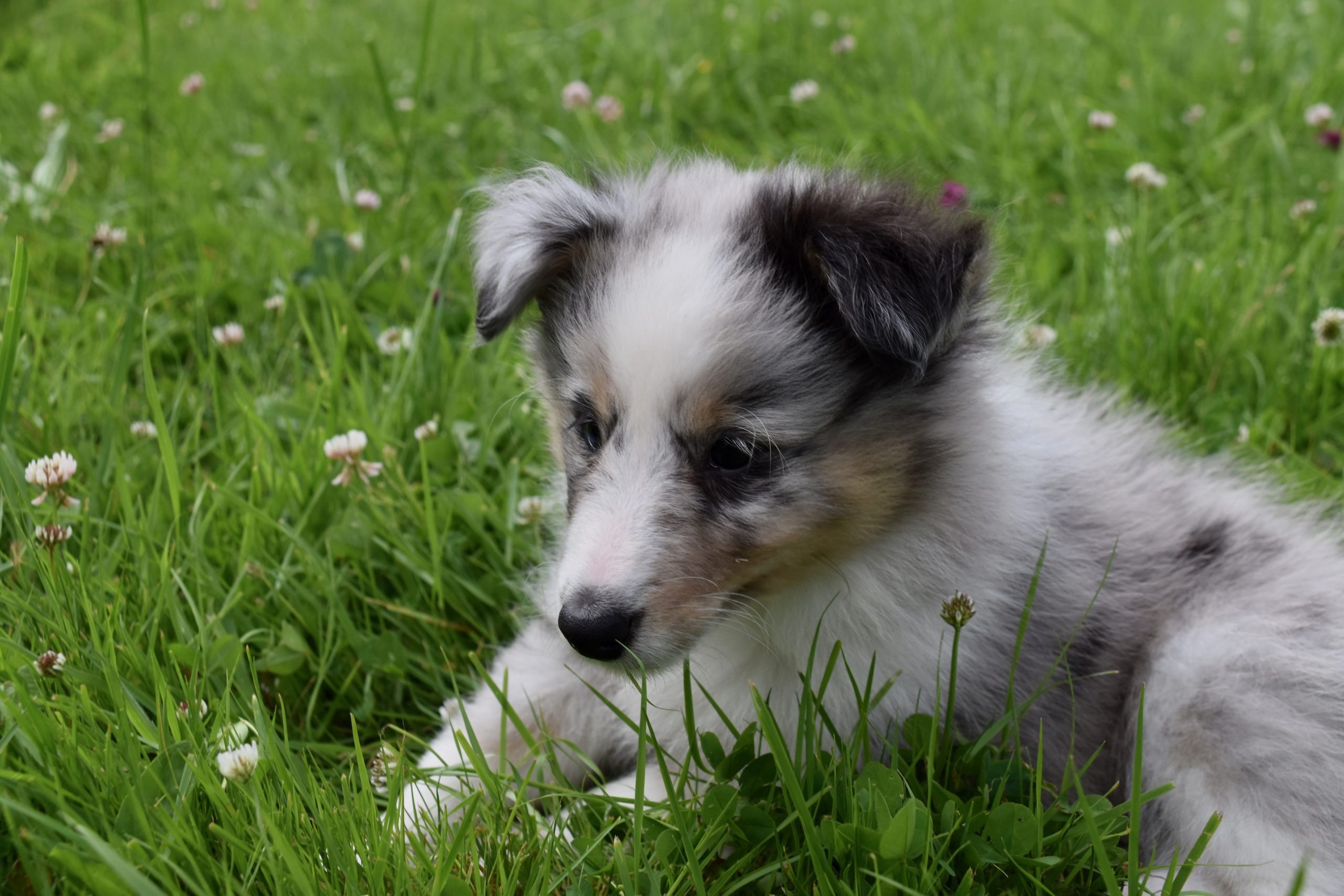 Vets Near Me For Dogs Gibert AZ