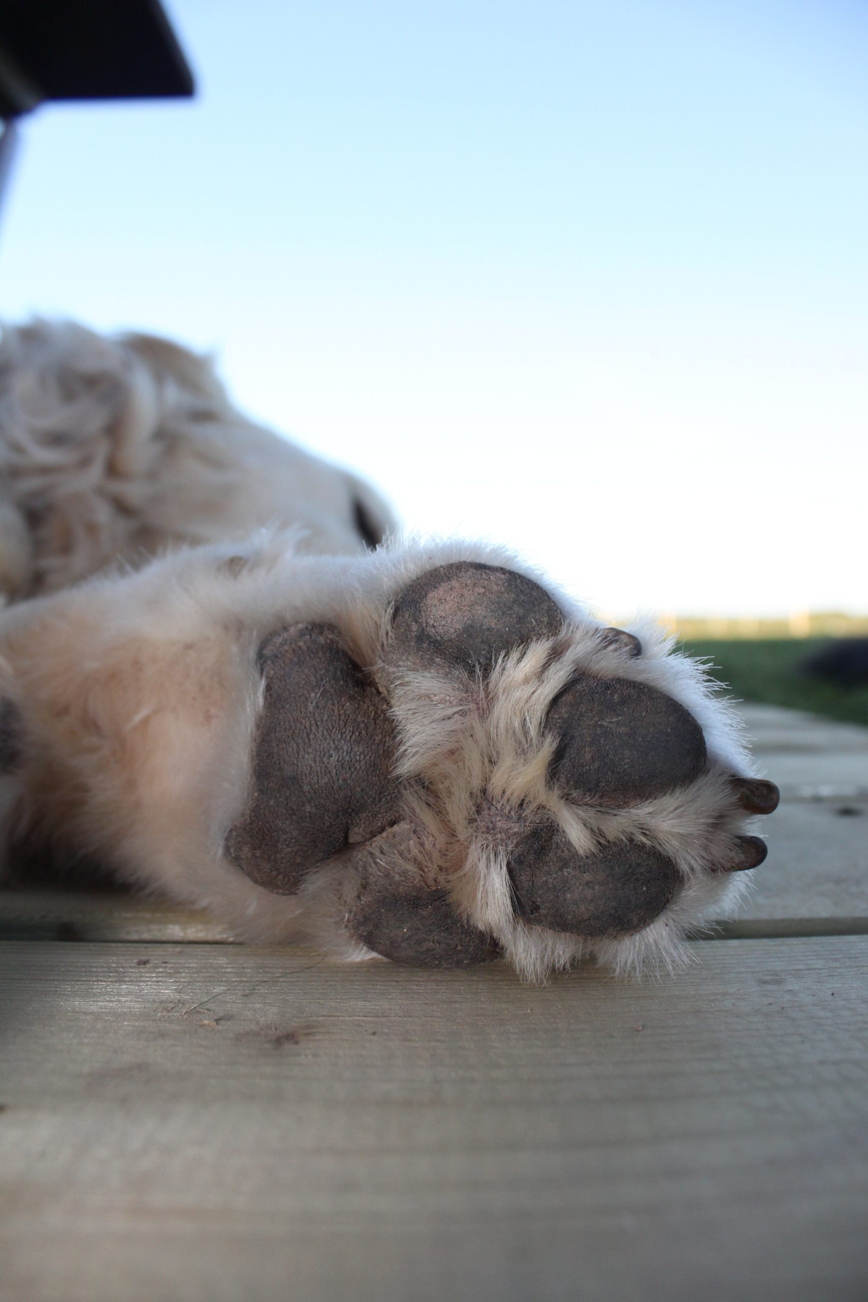 Veterinarian Sioux Falls SD
