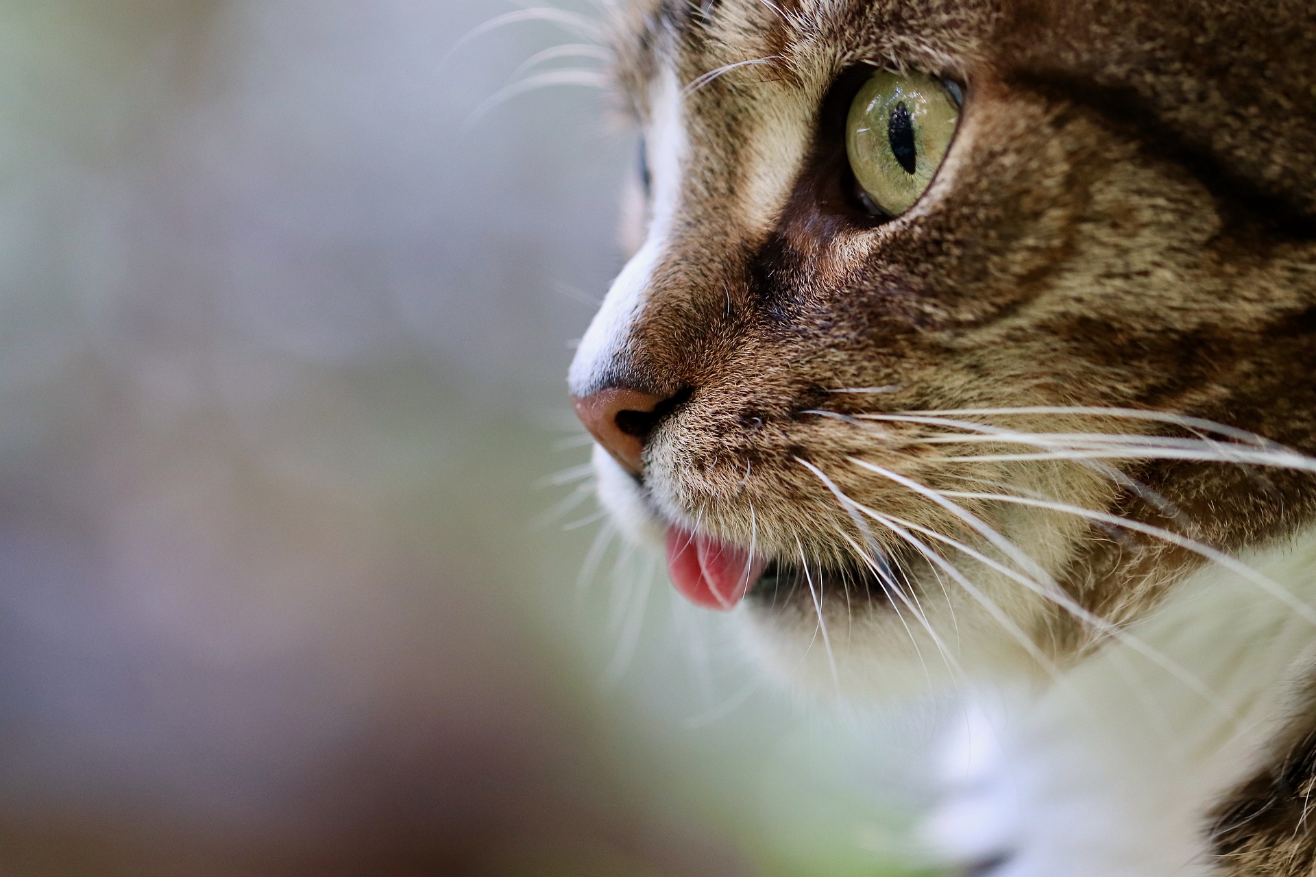 Online Vet Vancouver WA