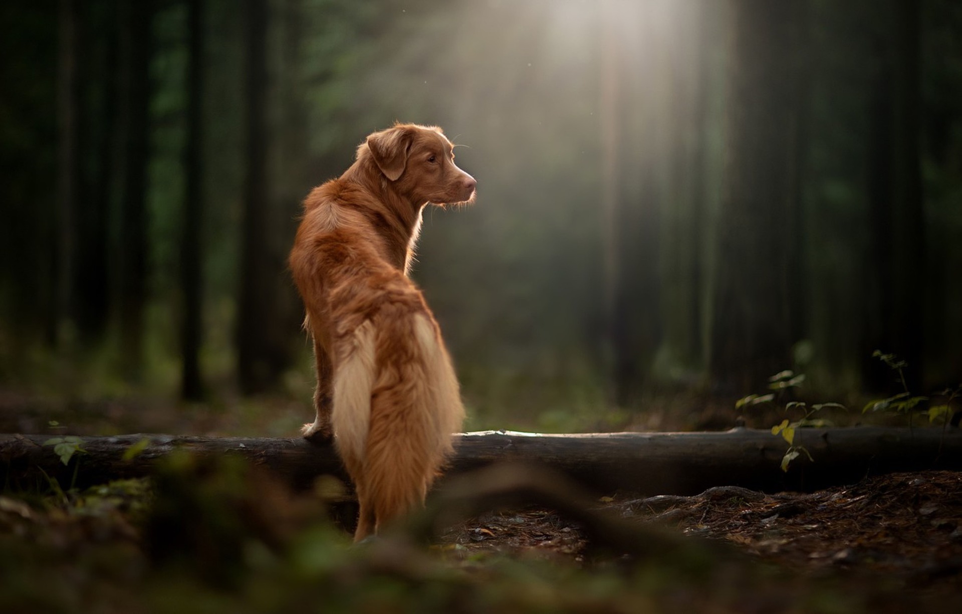 Veterinarian Laredo TX