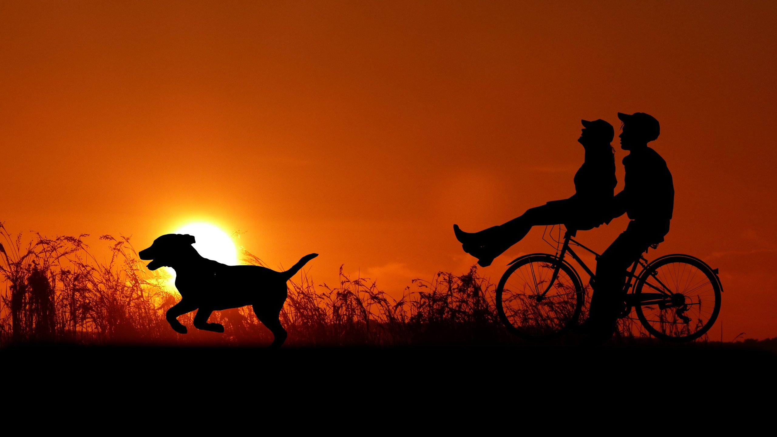 Best Vets Fremont CA