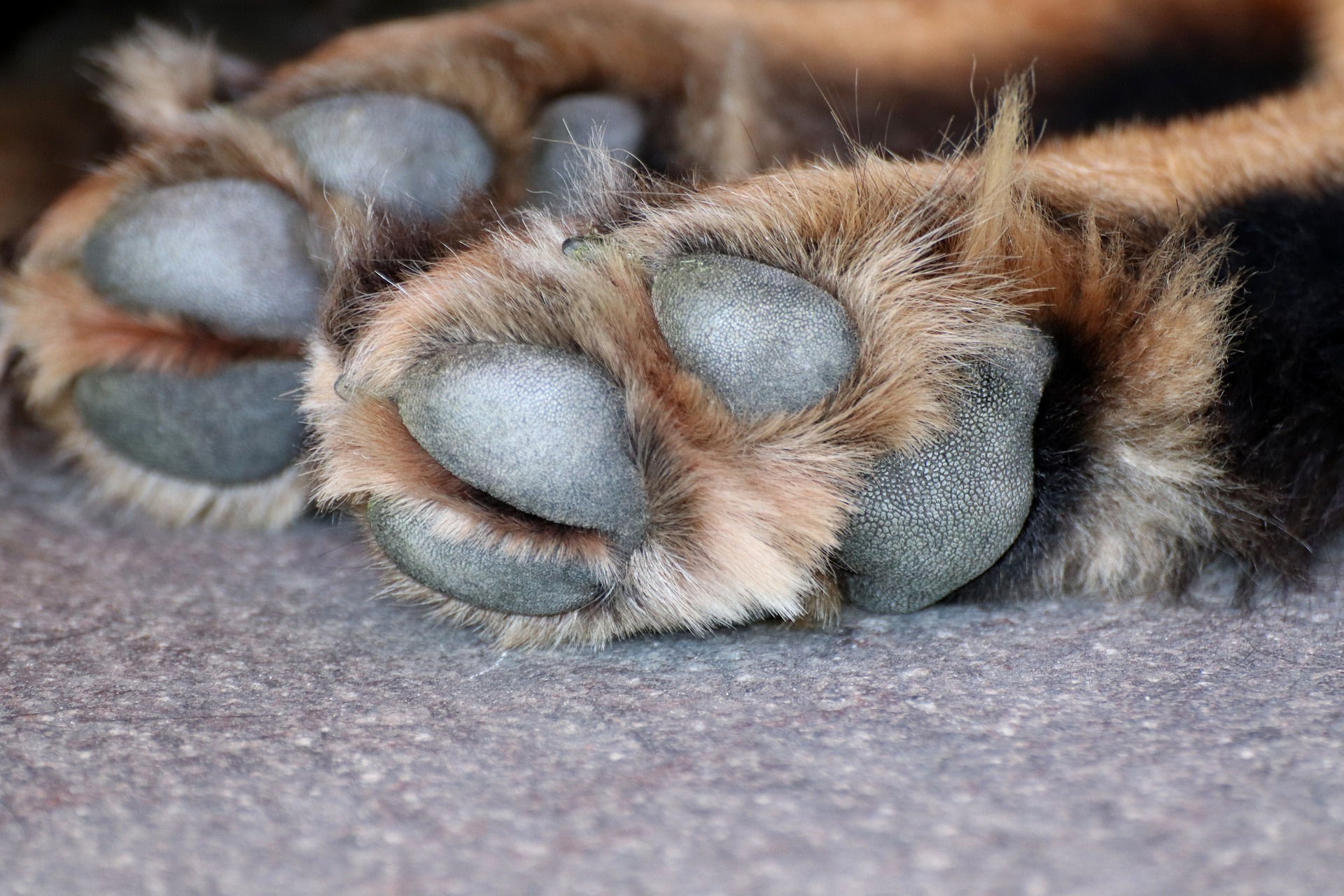 Veterinarian Modesto CA