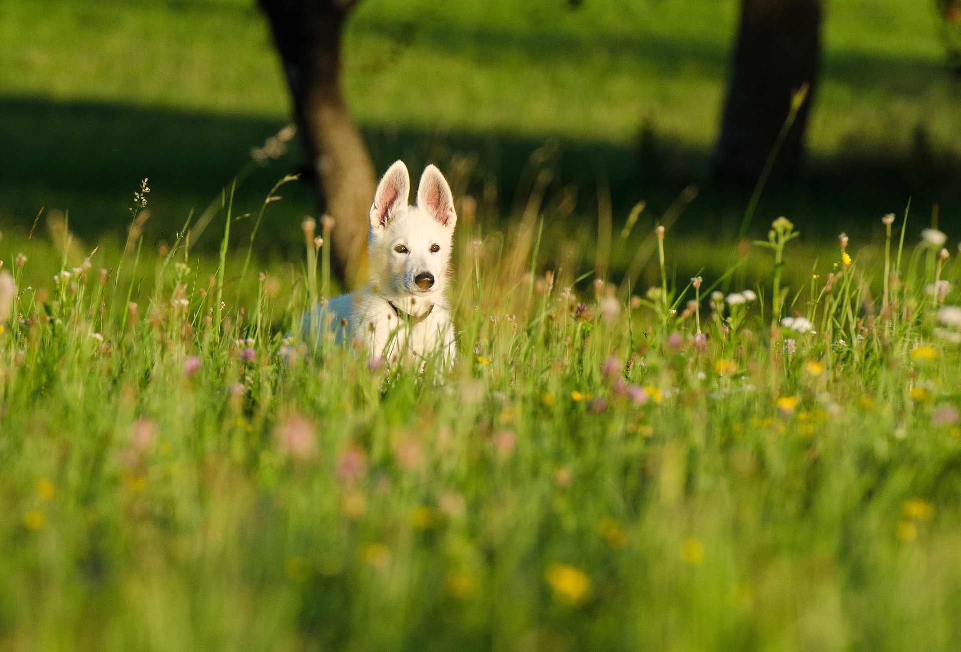 Online Vet Appointment Port St Lucie FL