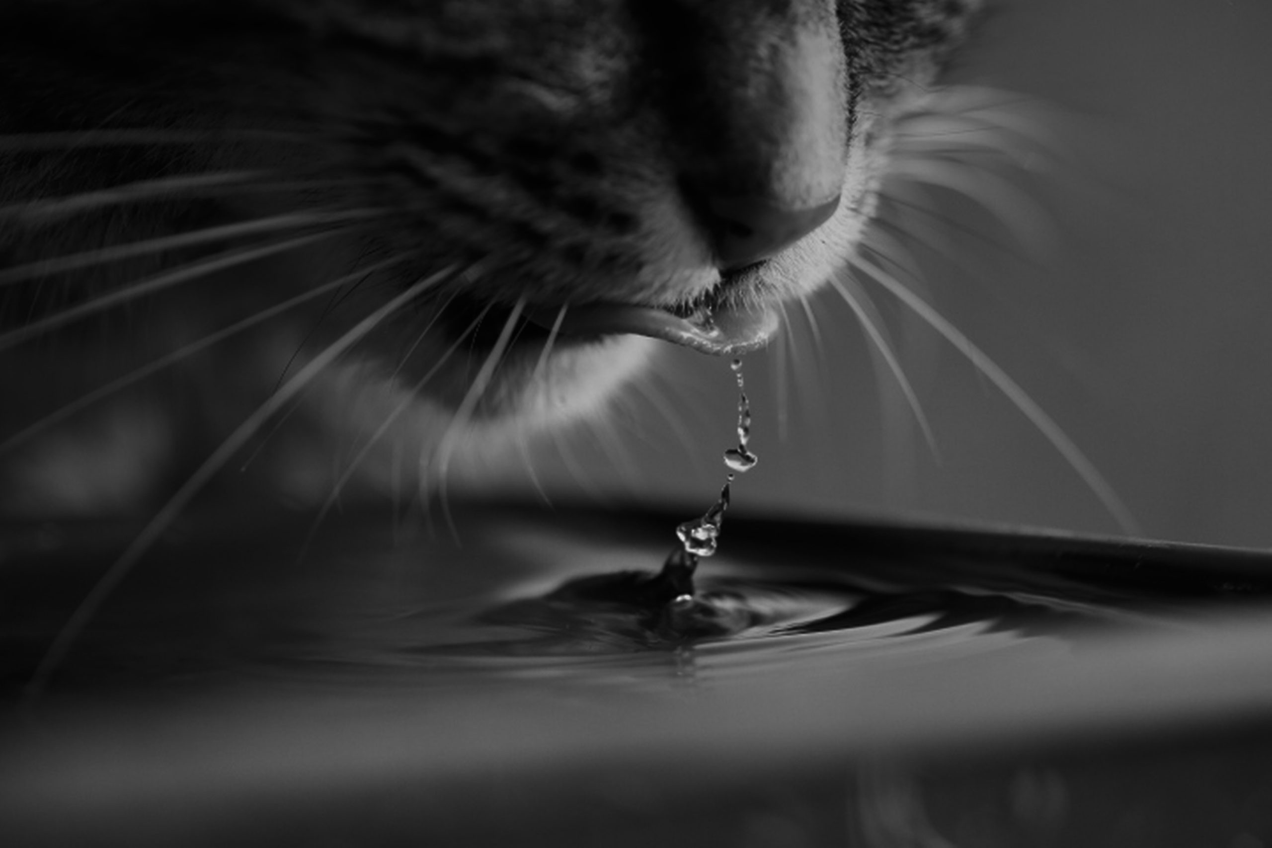 Veterinarian Huntsville AL