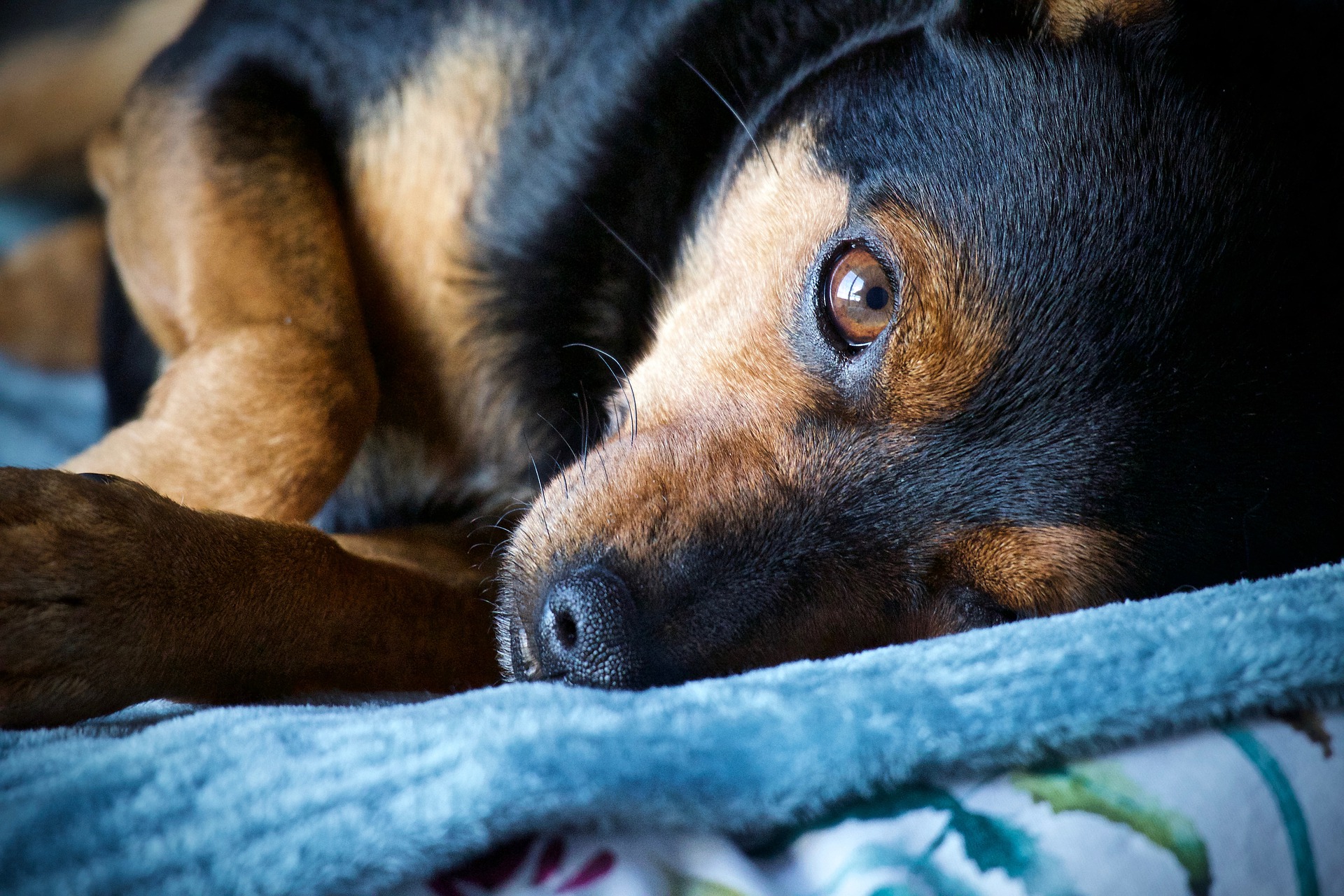 Veterinarian Moreno Valley CA