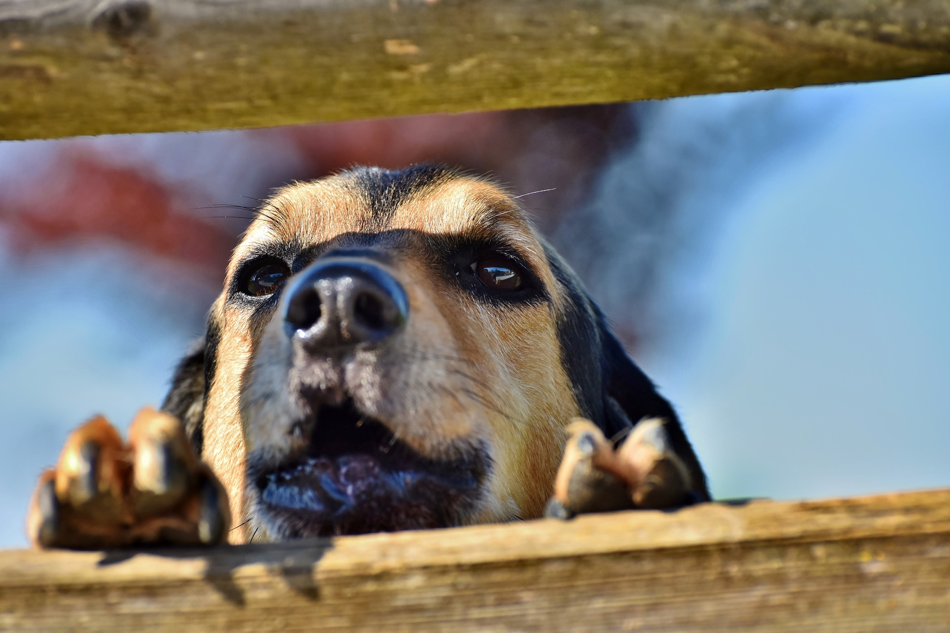 Online Vet Frisco TX