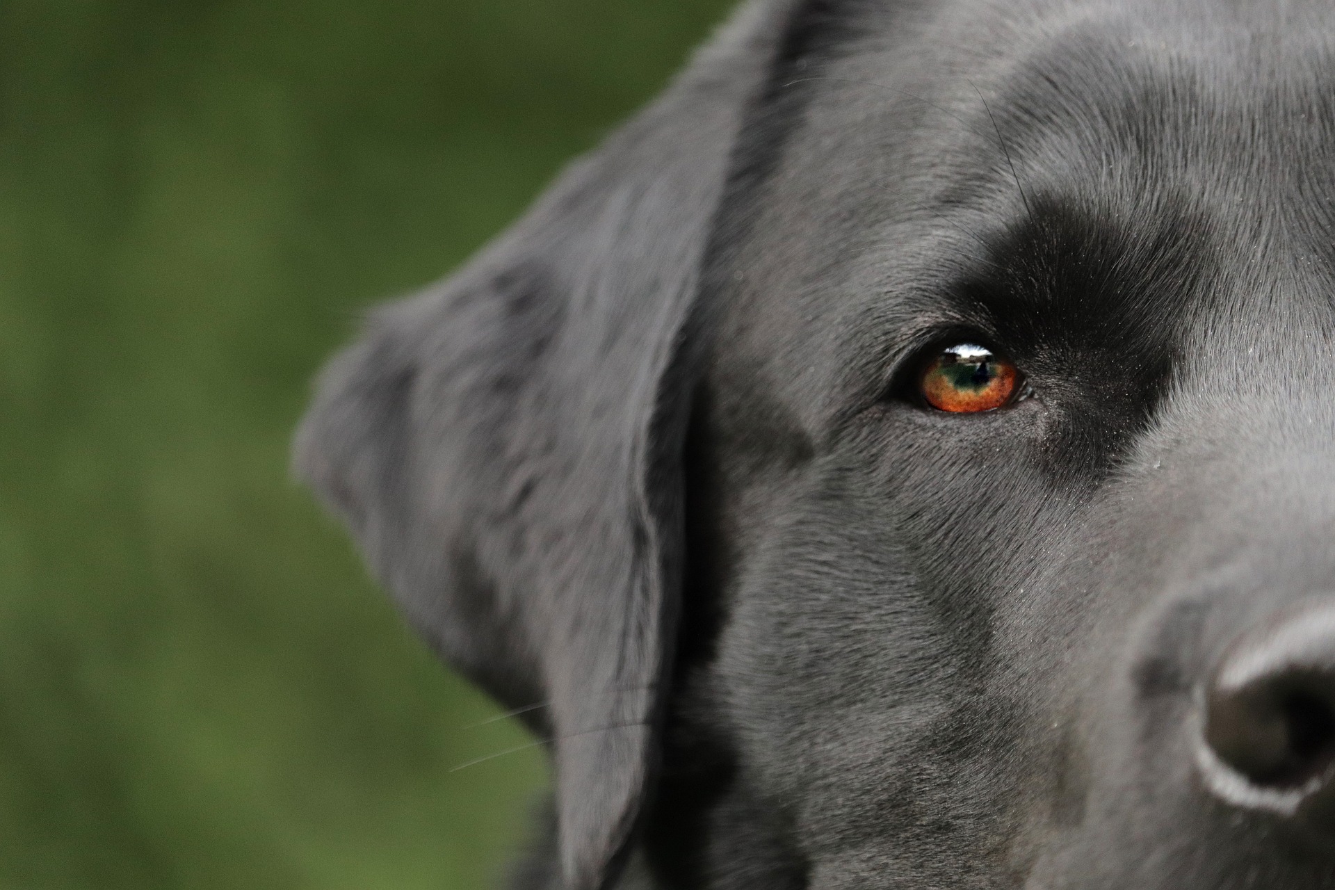 Veterinarian Yonkers NY