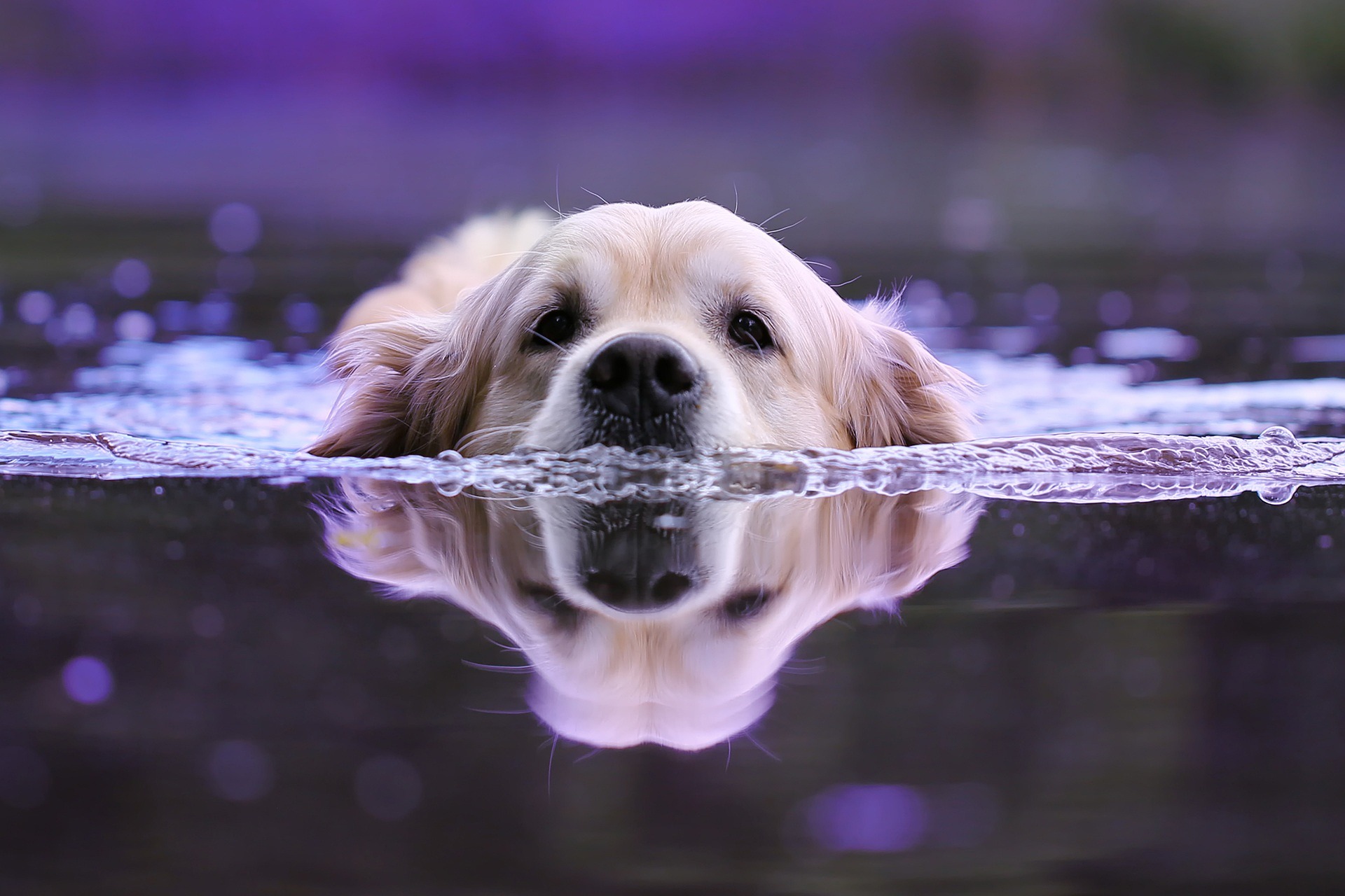 Vets Near Me for Dogs Oxnard CA