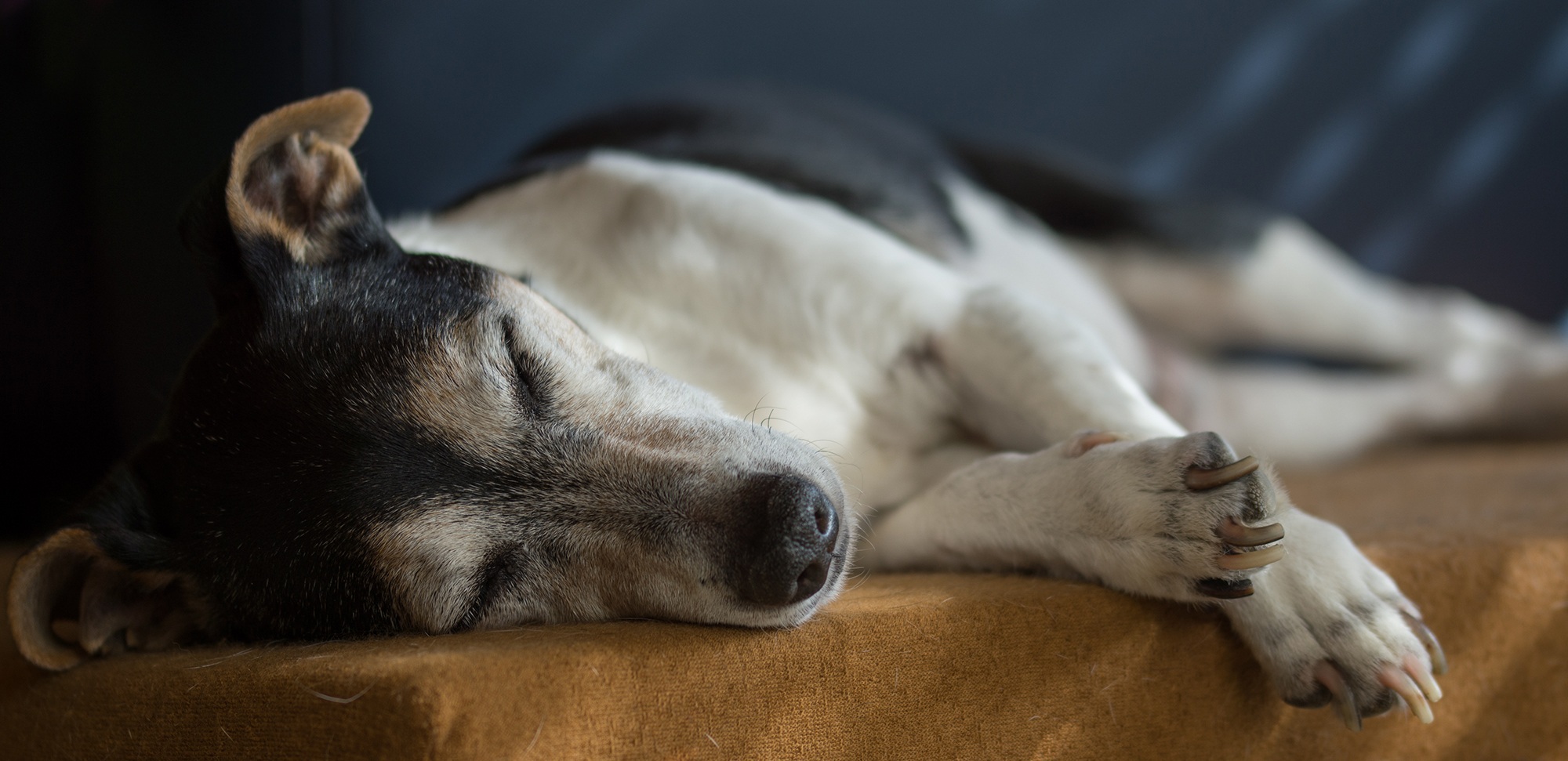 Veterinarian Birmingham AL
