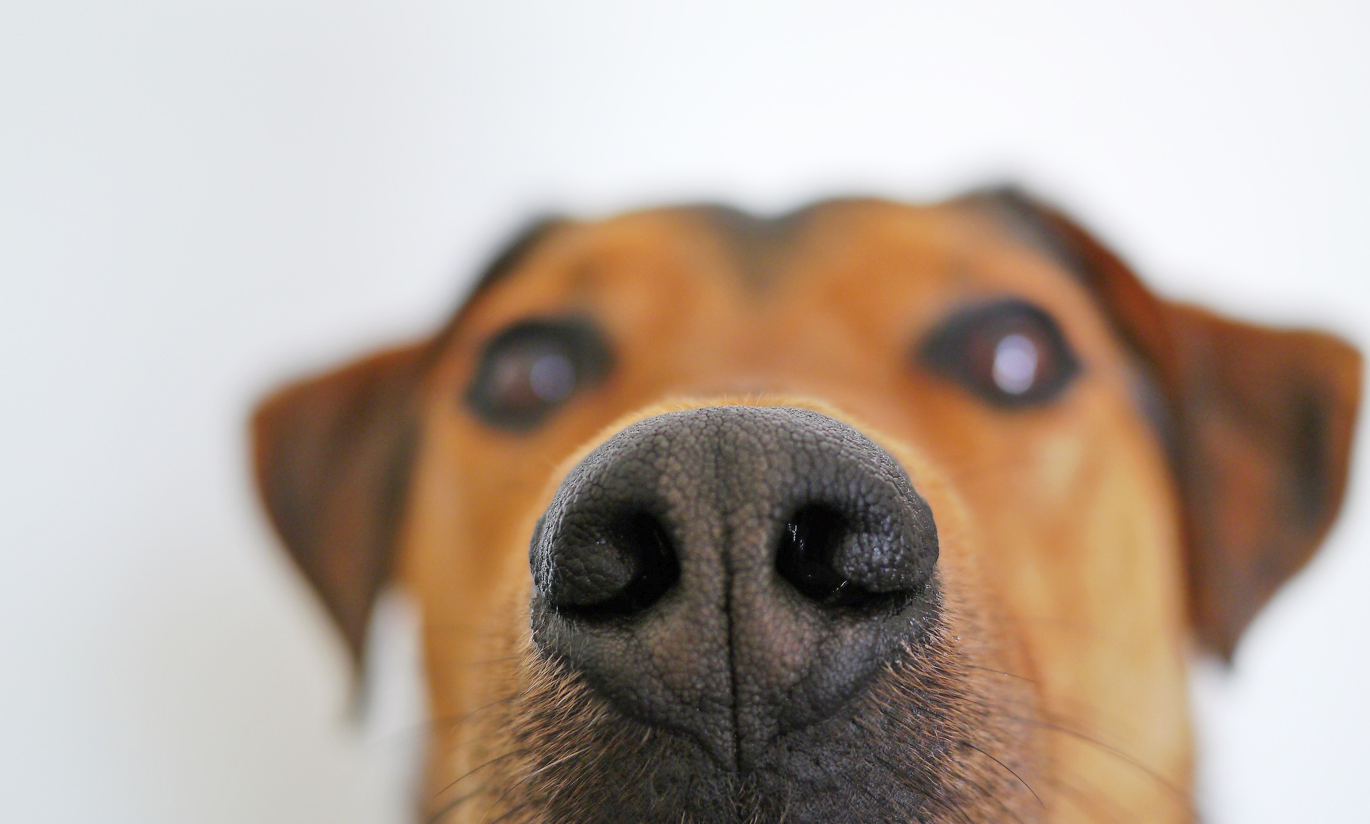 Veterinarian Tallahassee FL
