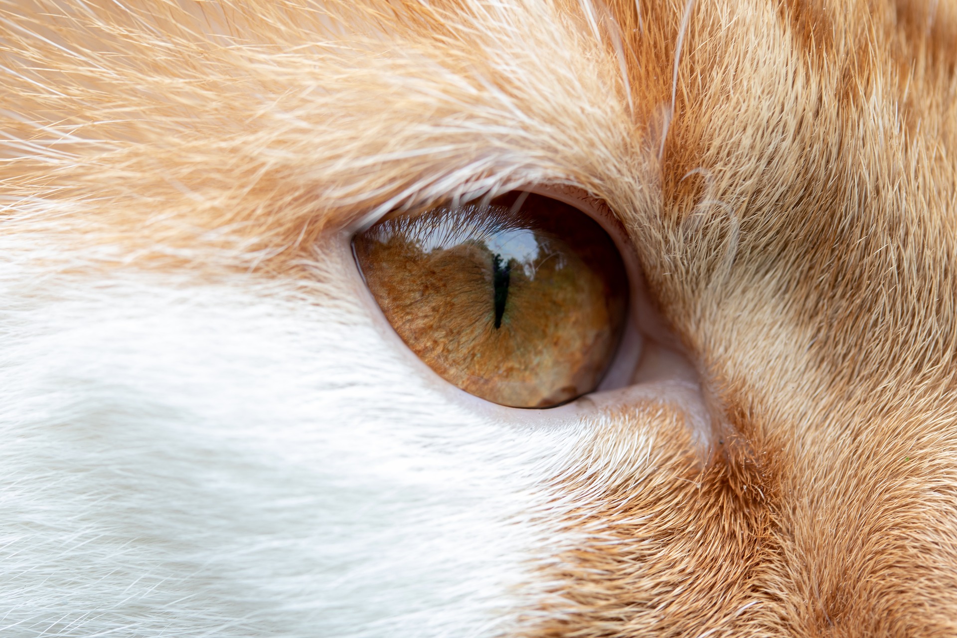Veterinarian Glendale AZ