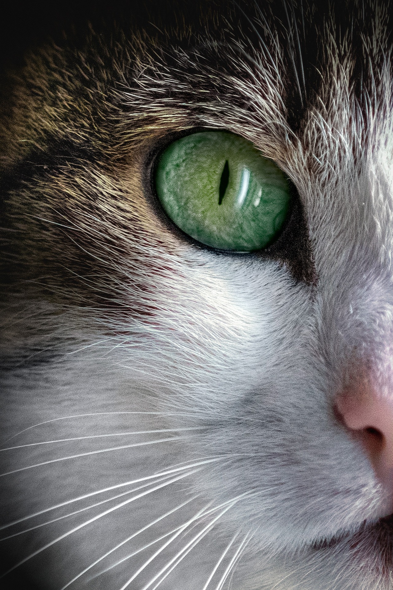 Online Vet Garland TX