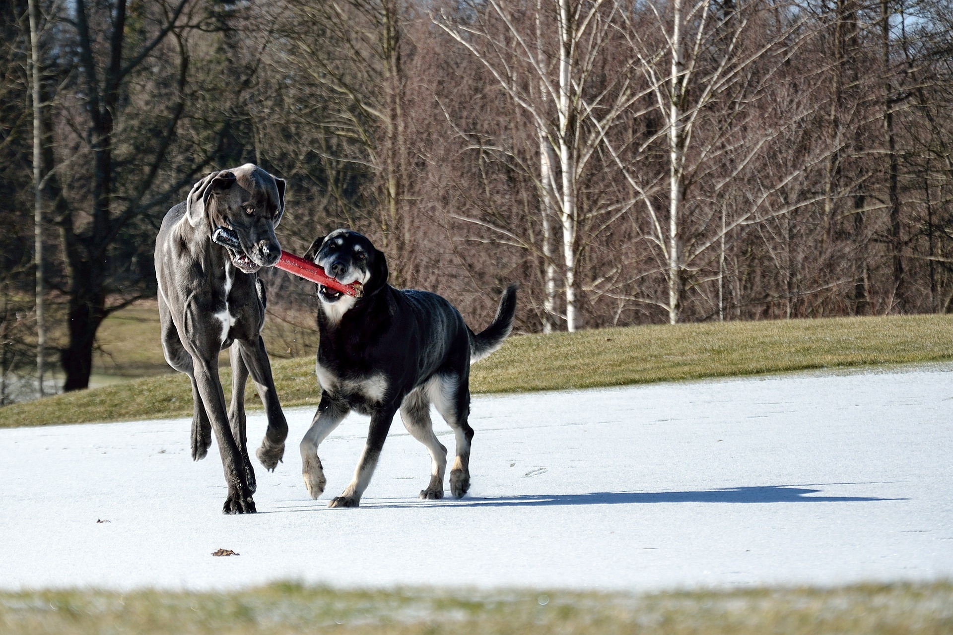 Online Vet Baton Rouge LA