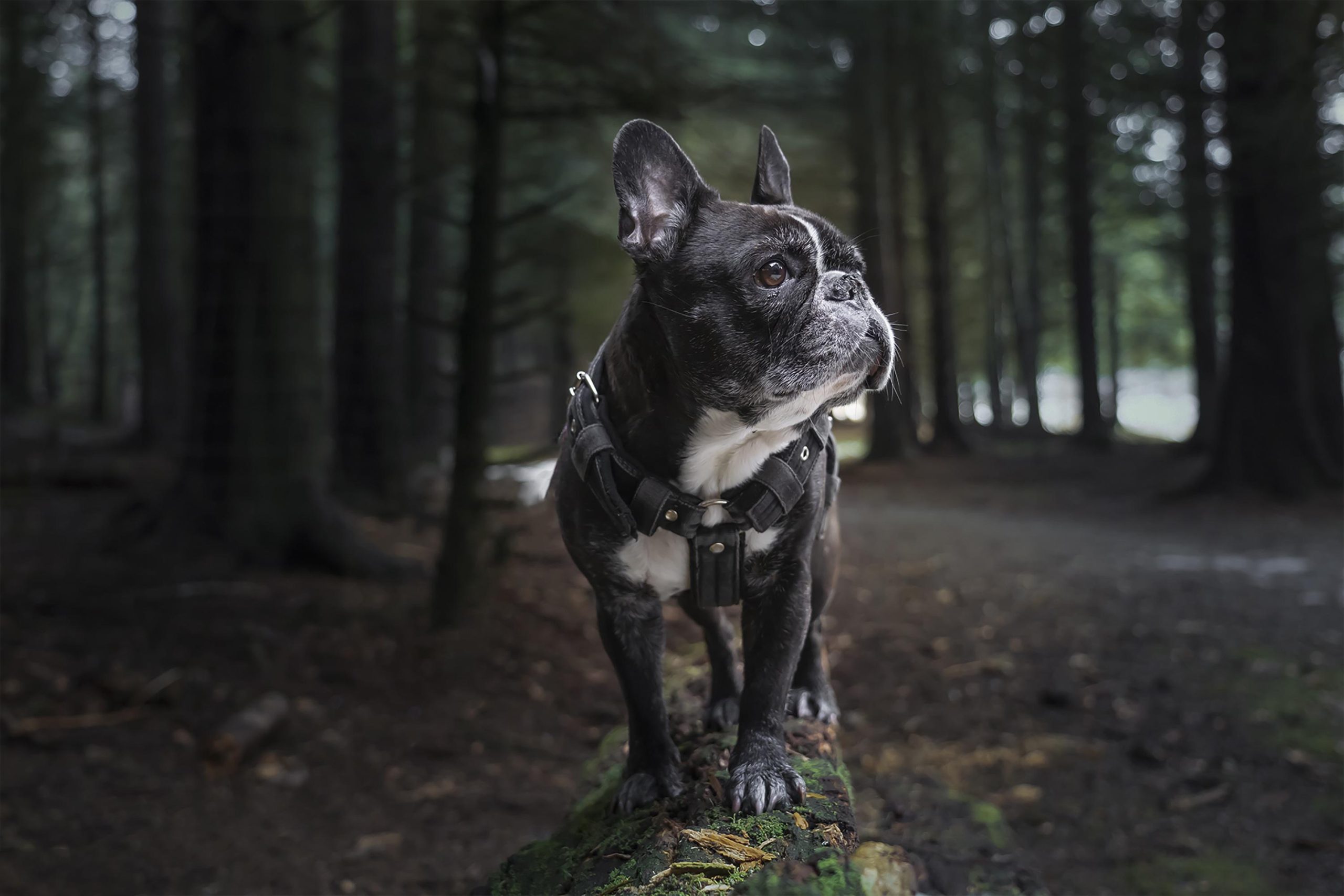 Best Vets Scottsdale AZ