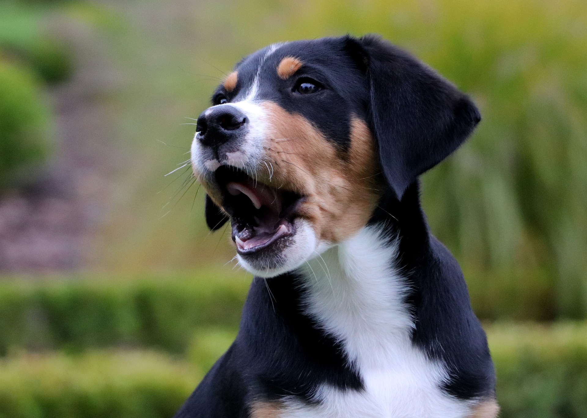 Veterinarian Richmond VA