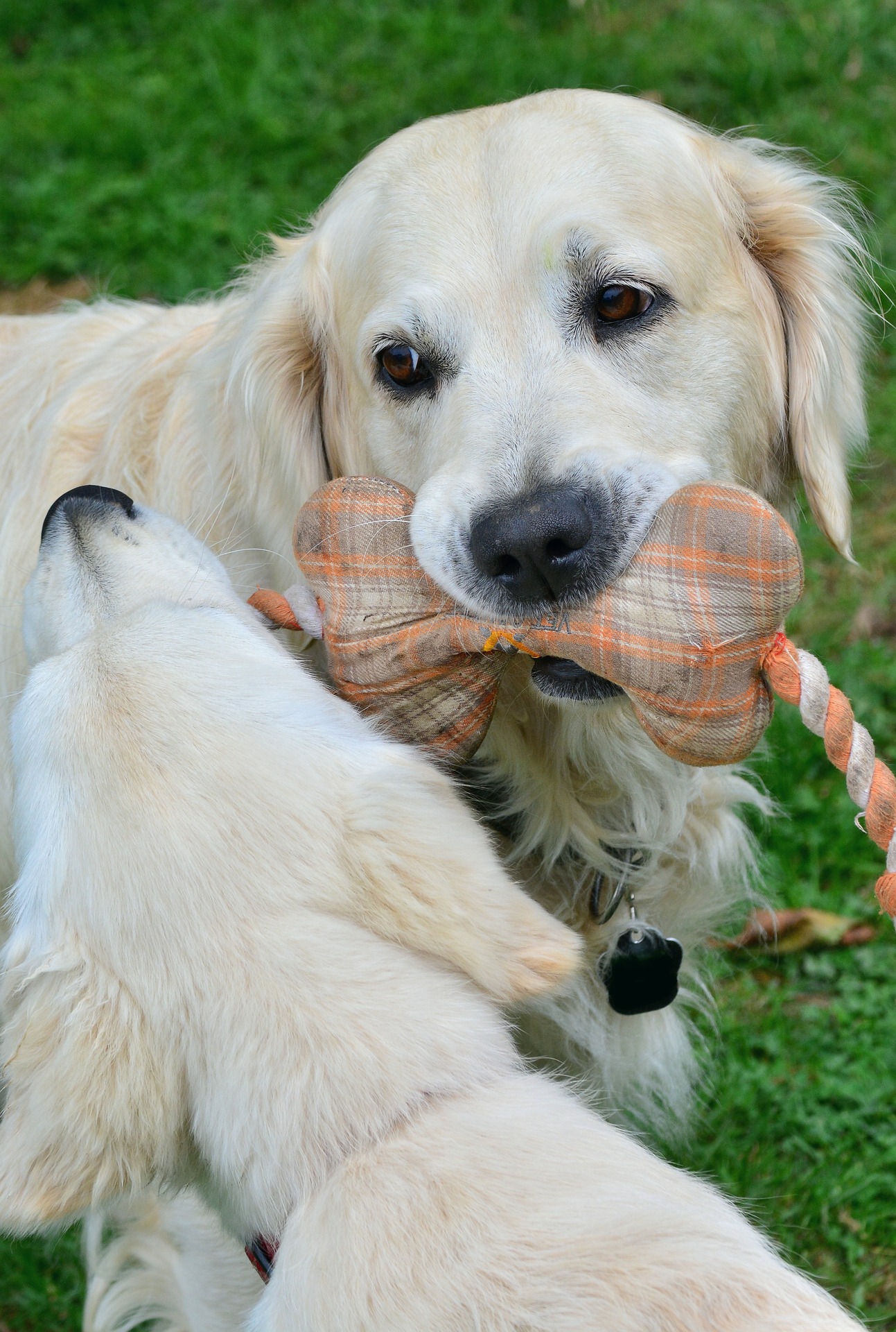 Online Vet Baton Rouge LA