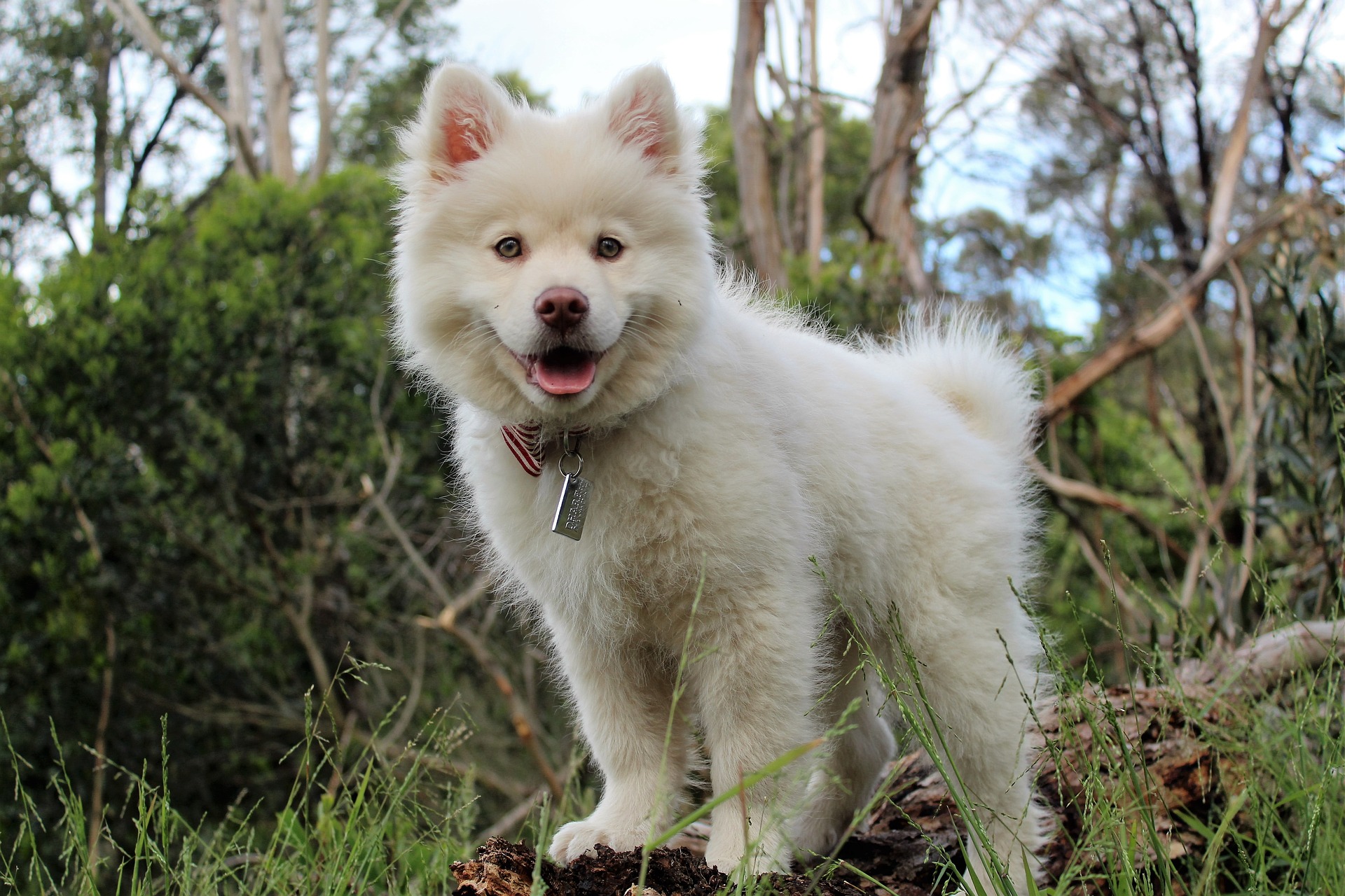 Online Vet Appointment Port St Lucie FL