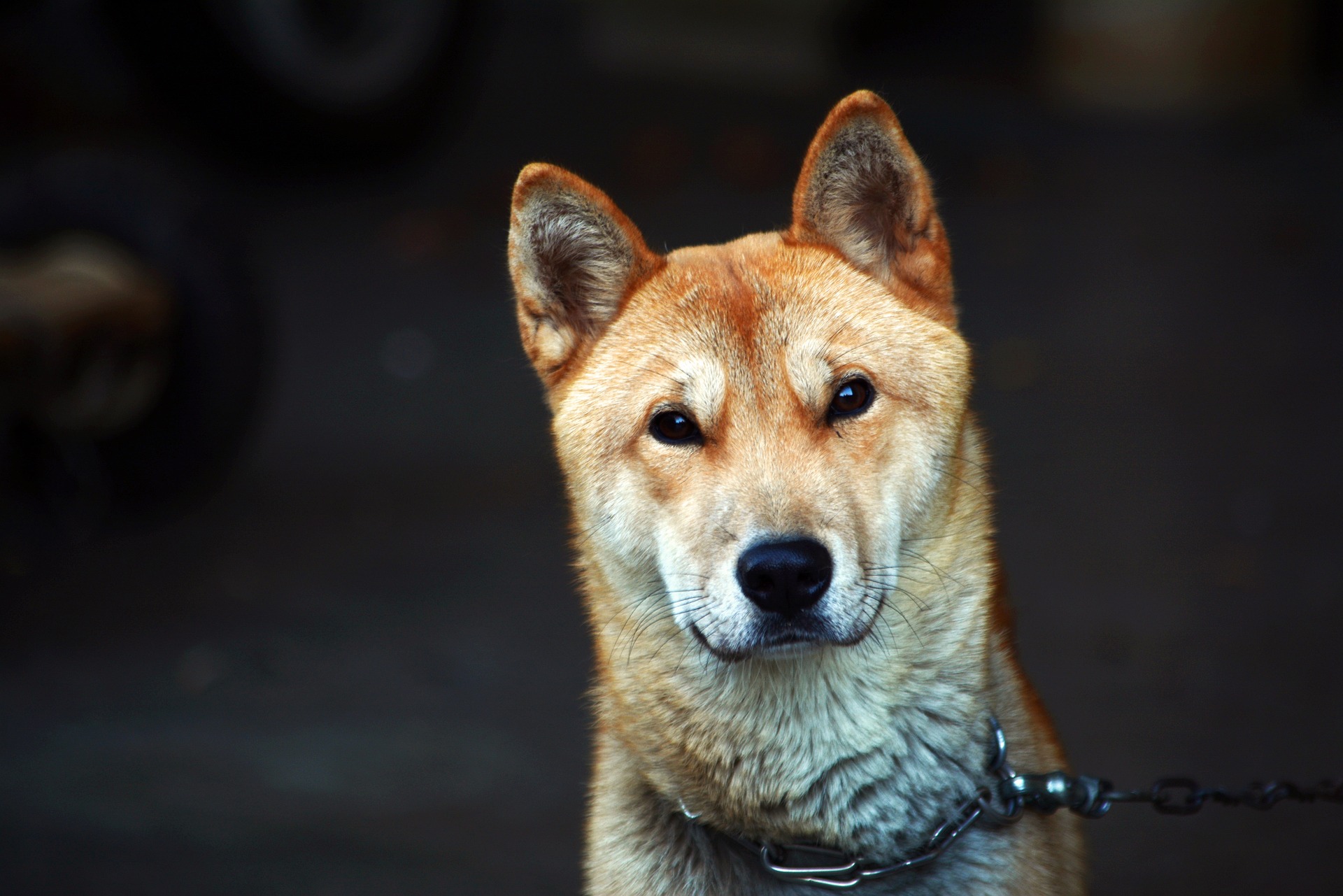 Veterinarian Moreno Valley CA