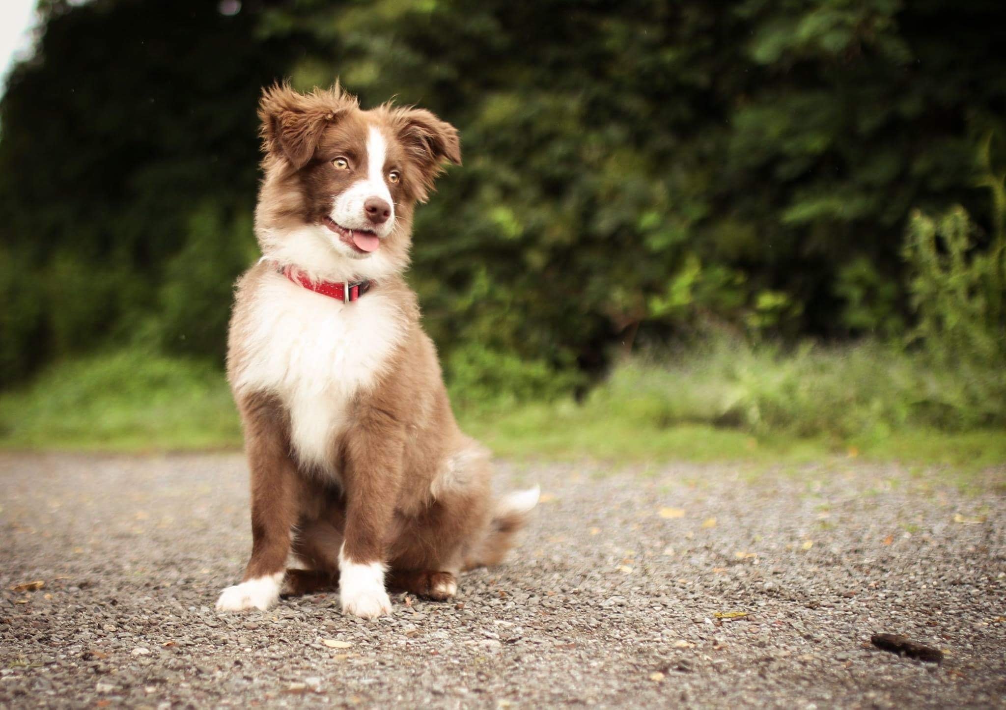 Online Vet Frisco TX