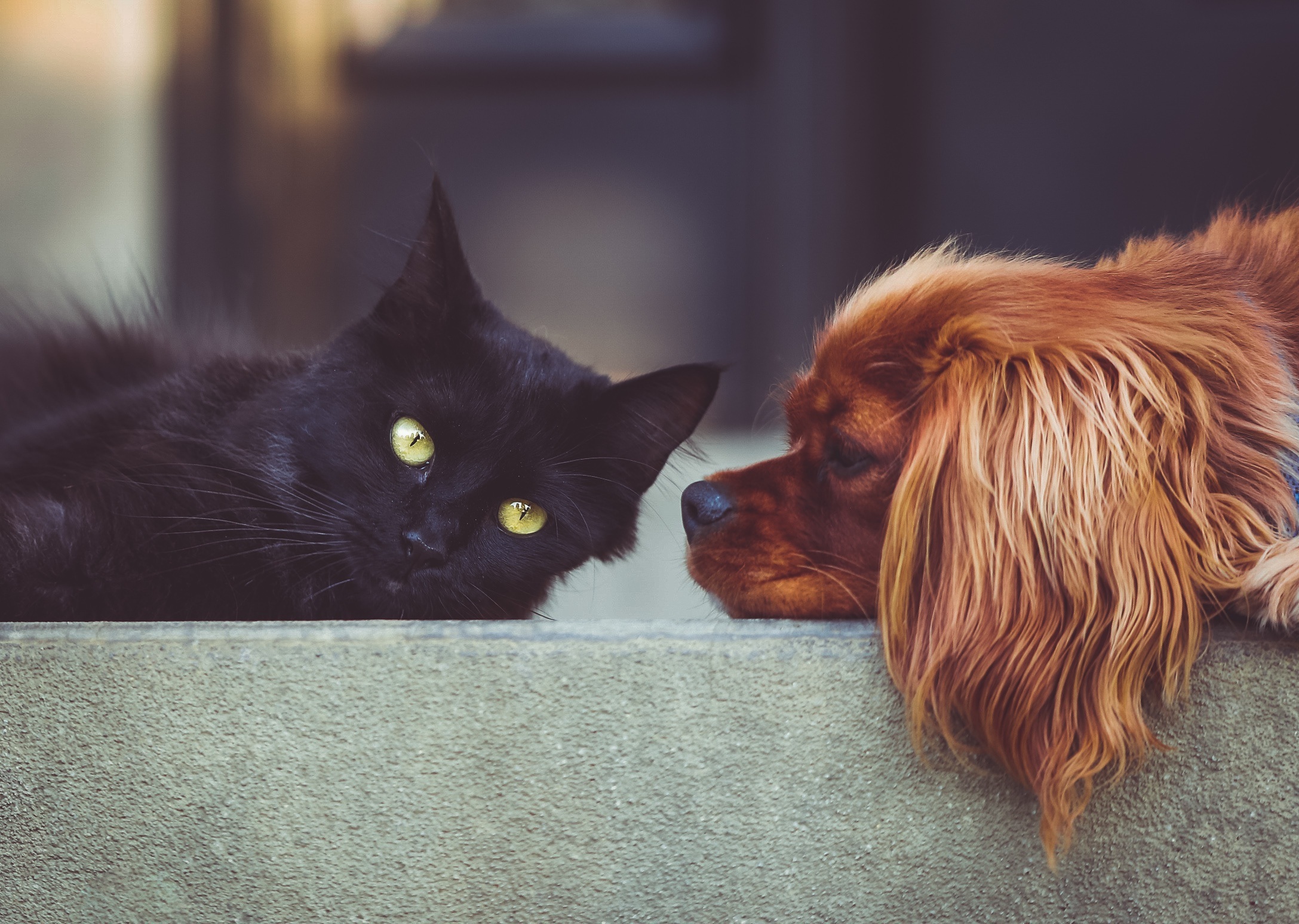 Veterinarian Yonkers NY