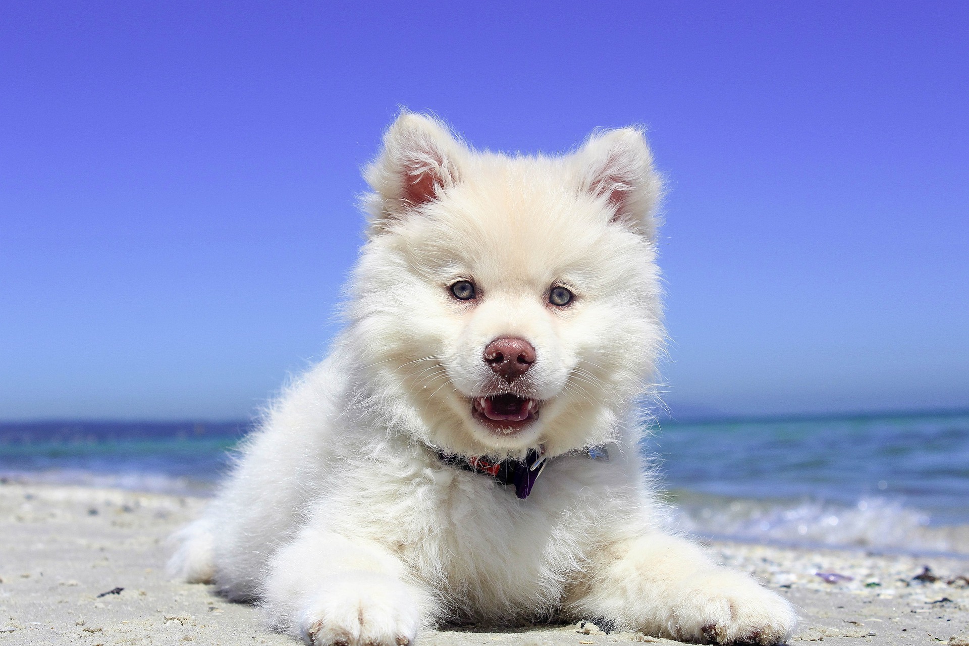 Best Vets Worcester MA