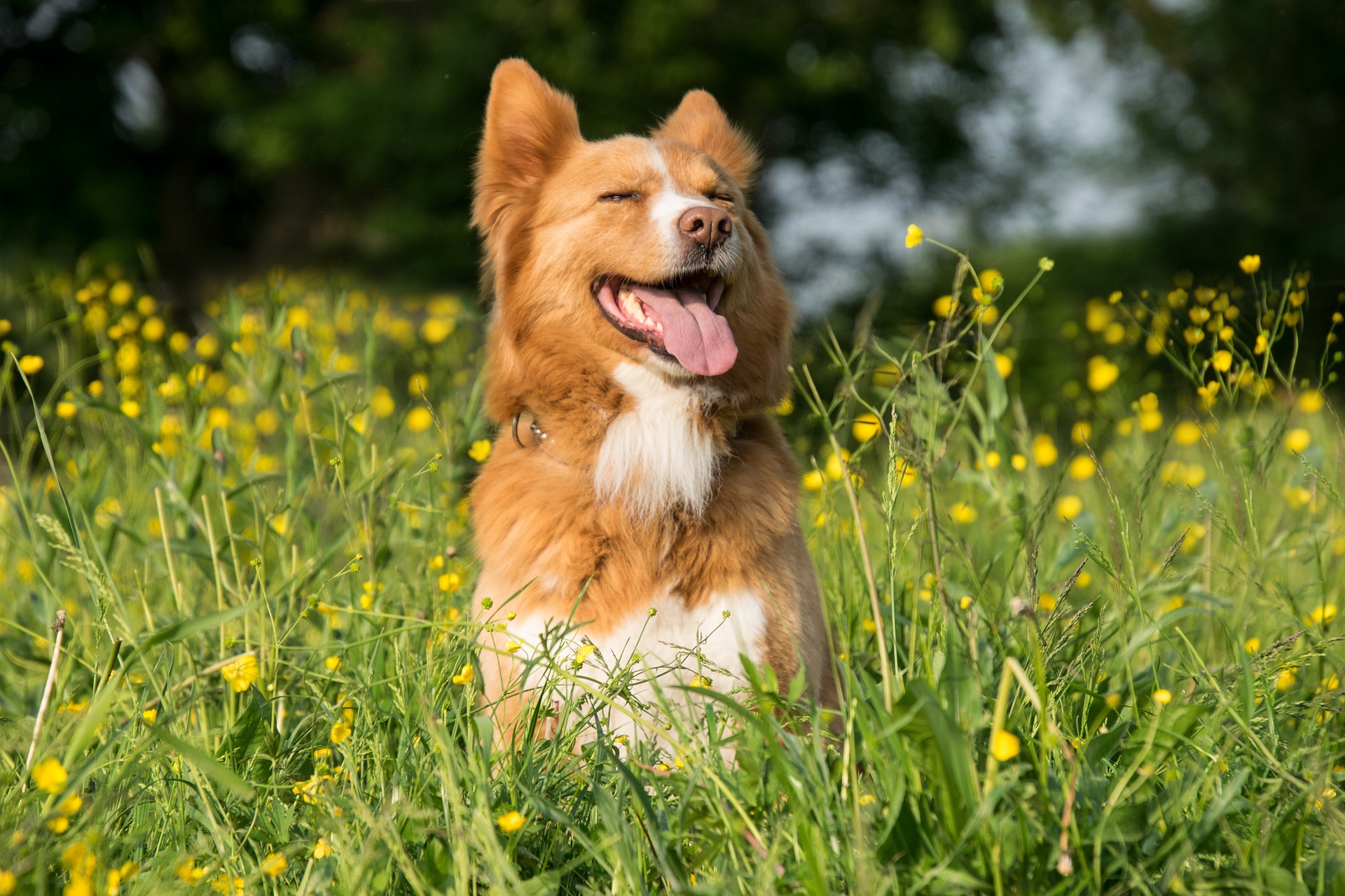 Online Vet Appointment Cape Coral FL