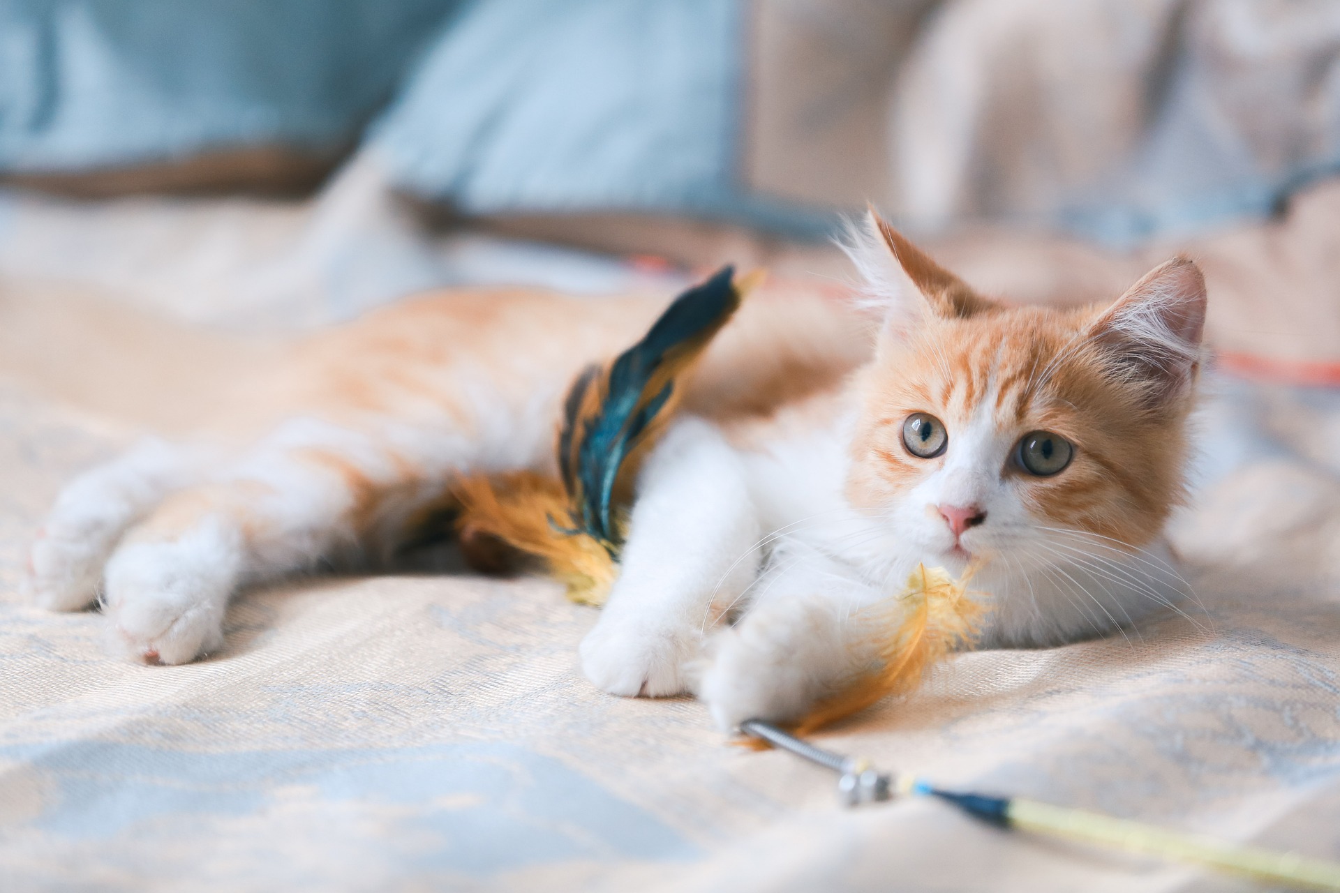 Online Vet Appointment Augusta GA