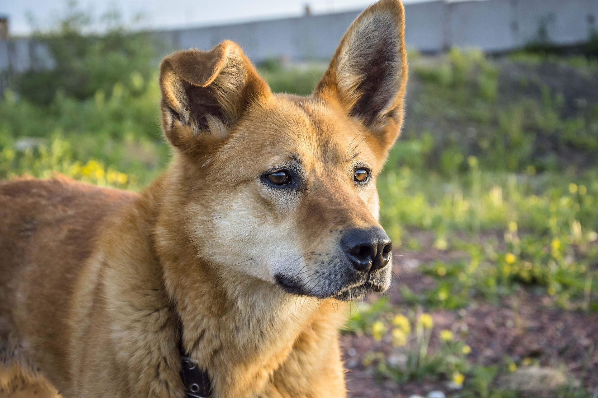 Vets Near Me for Dogs Grand Prairie TX