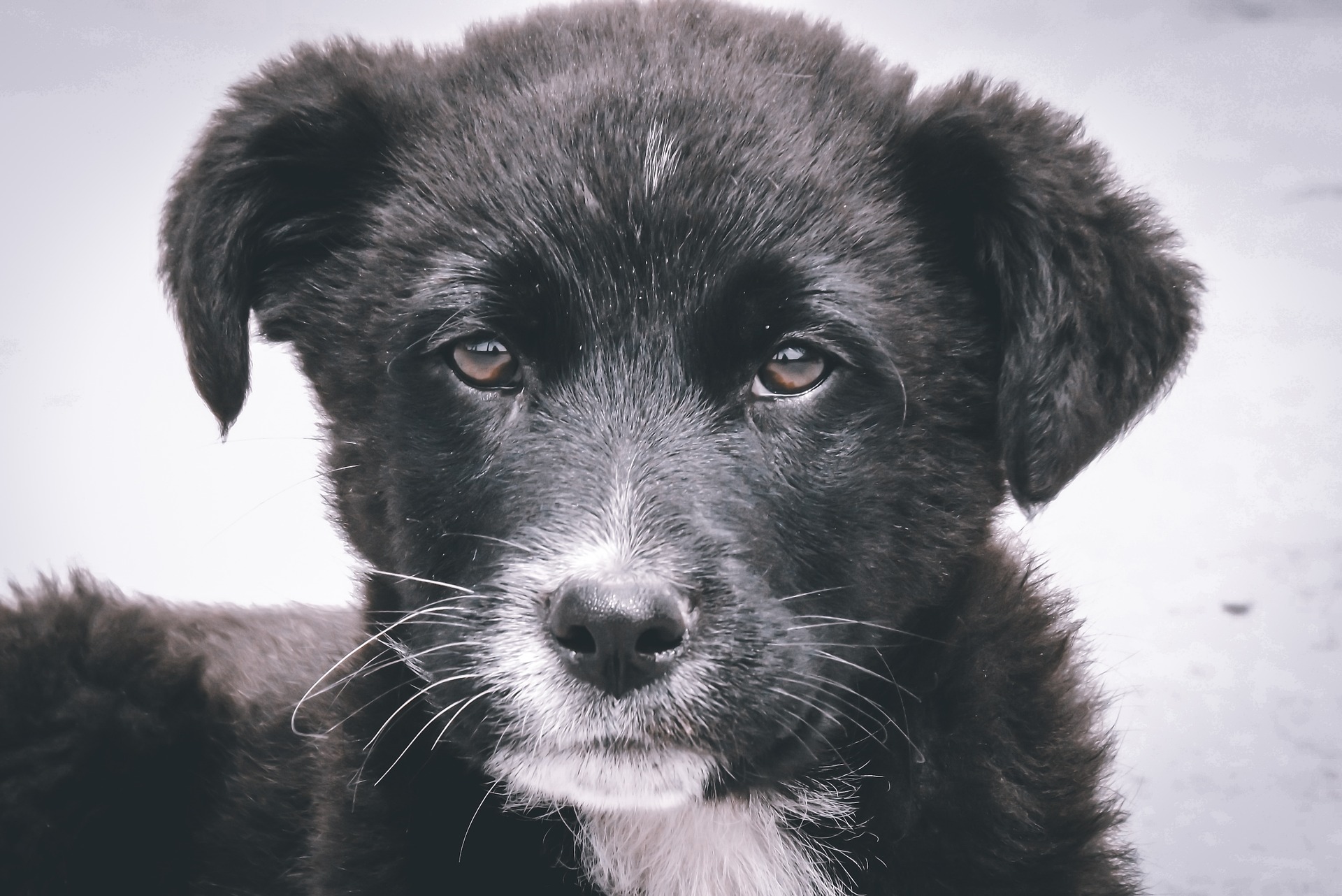 Best Vets Overland Park KS