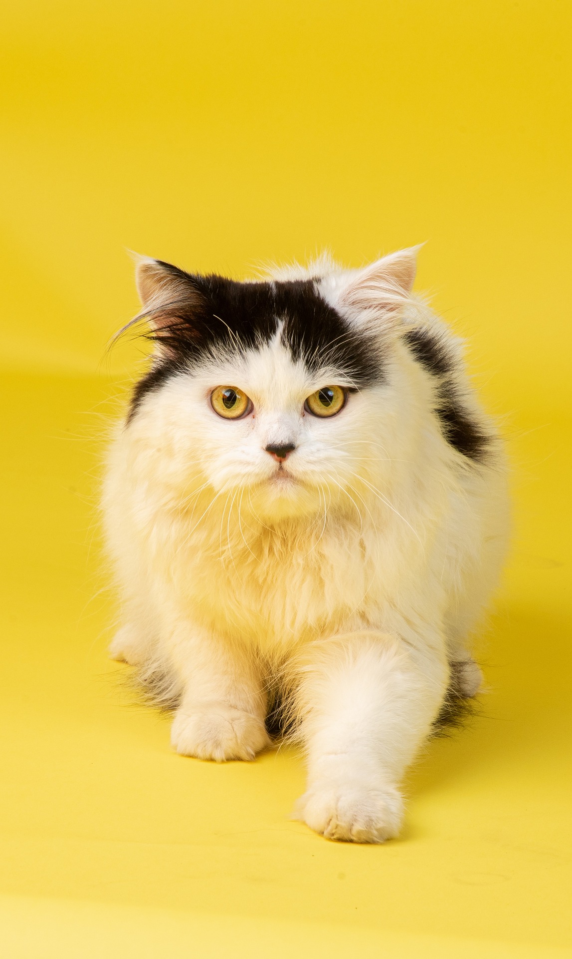 Veterinarian Tallahassee FL