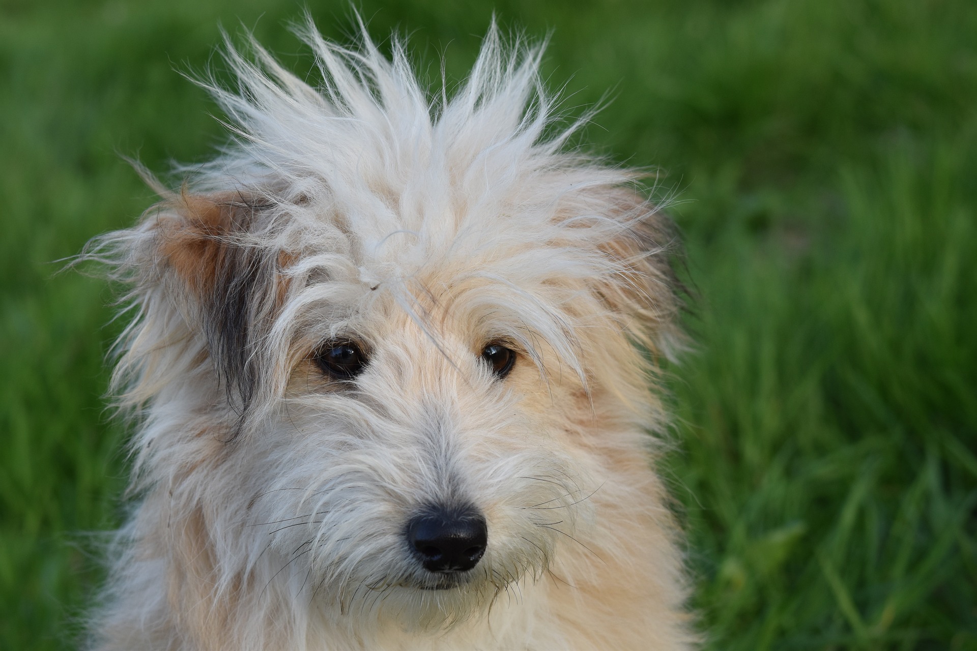 Veterinarian Sioux Falls SD