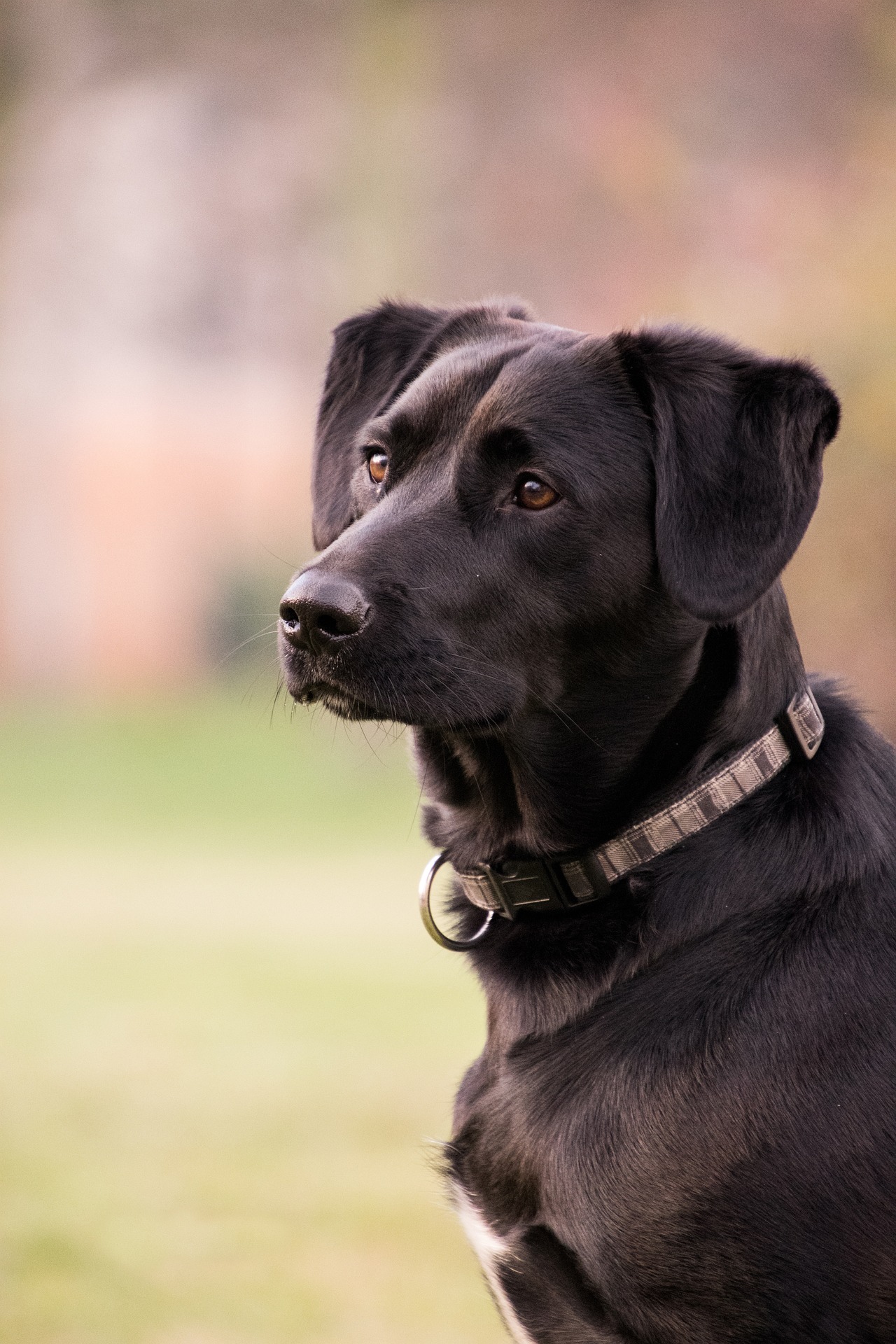 Online Vet Vancouver WA