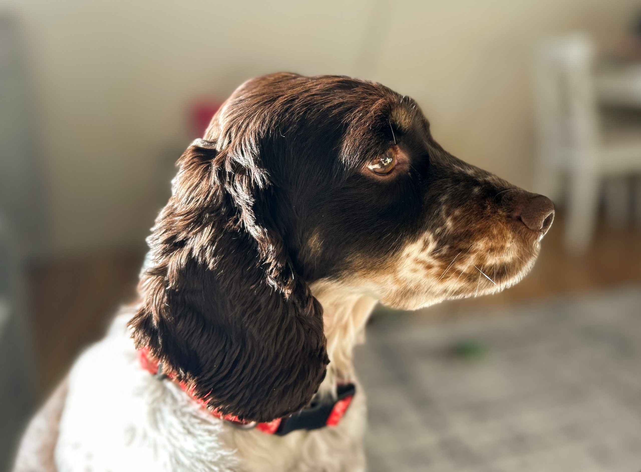 Online Vet Garland TX
