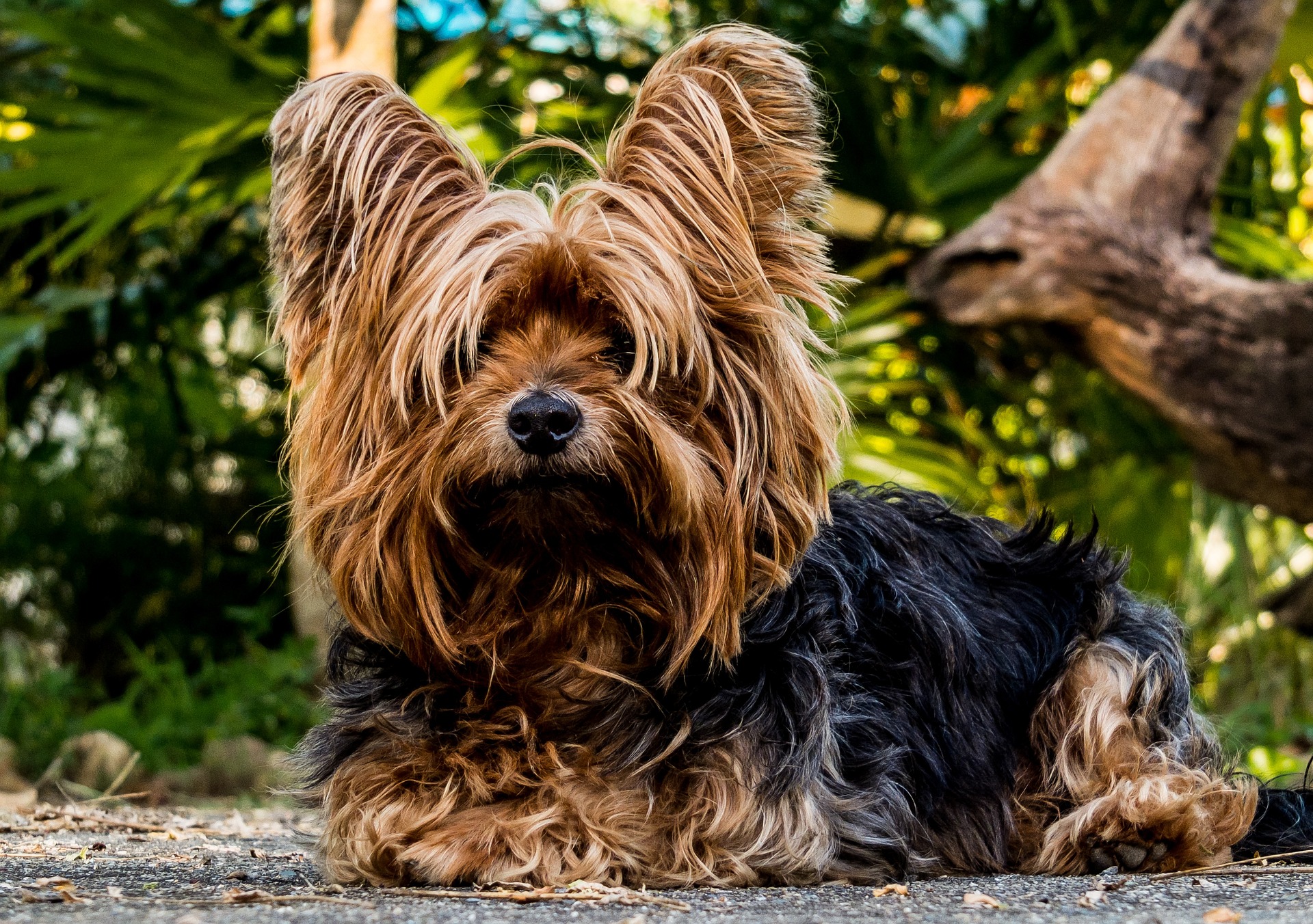 Vet Glendale CA
