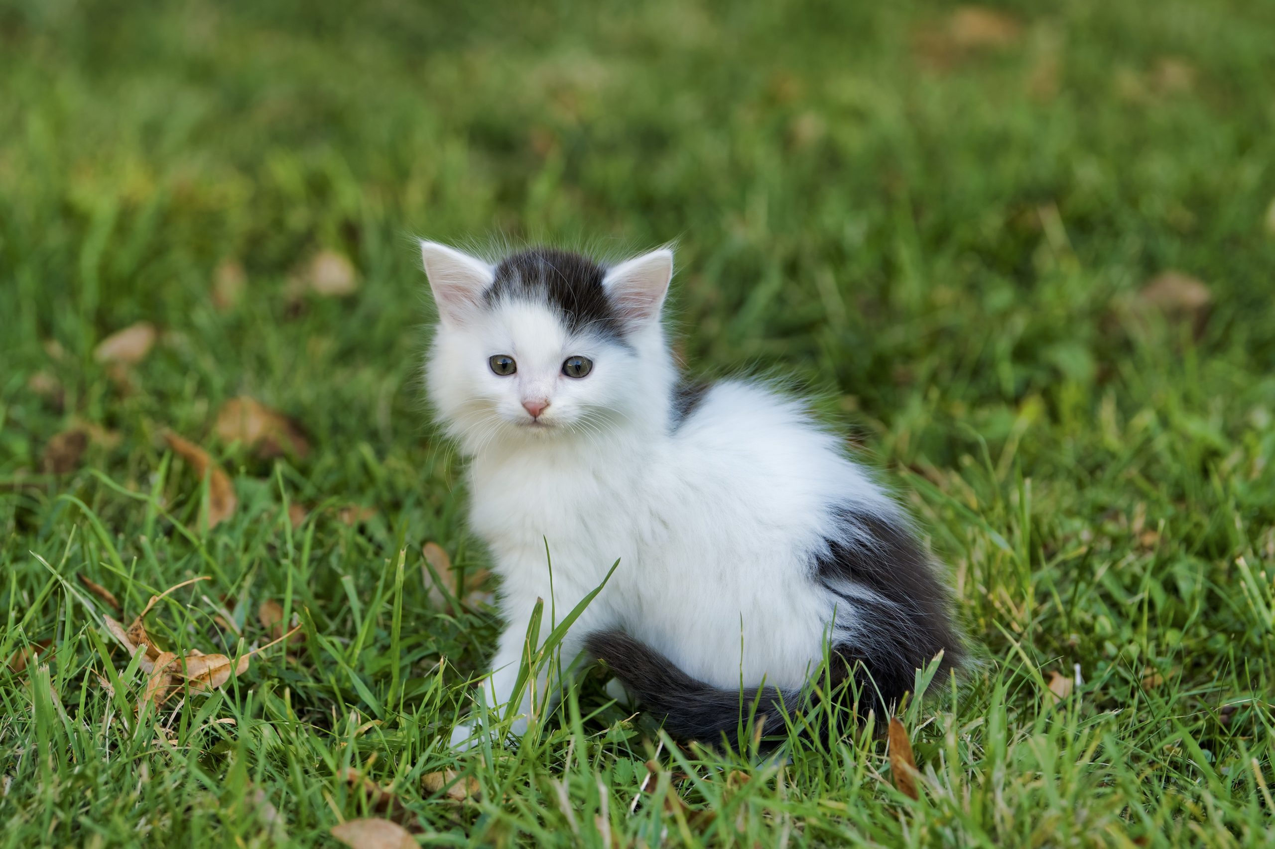 Veterinarian Glendale AZ