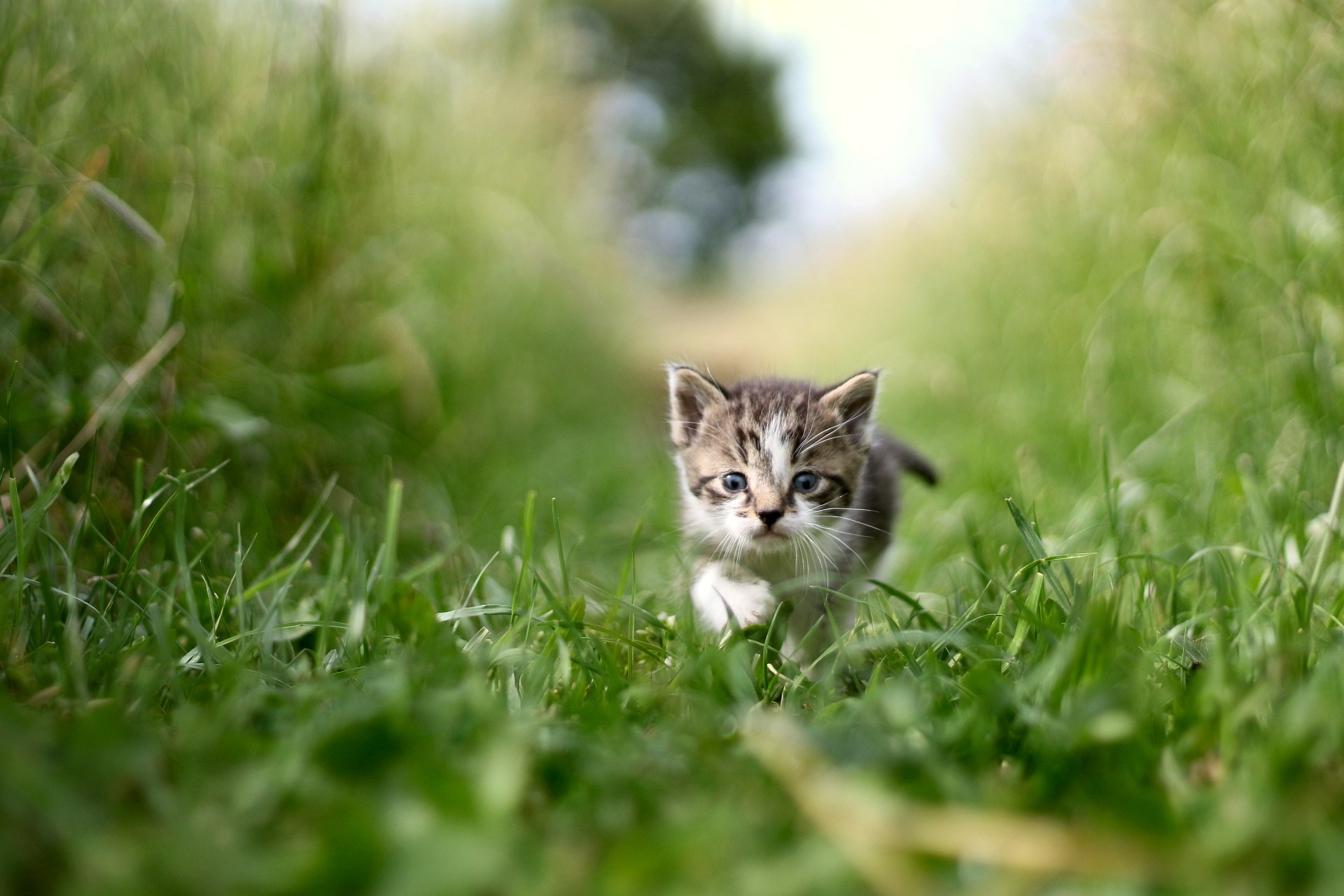 Online Vet Garland TX