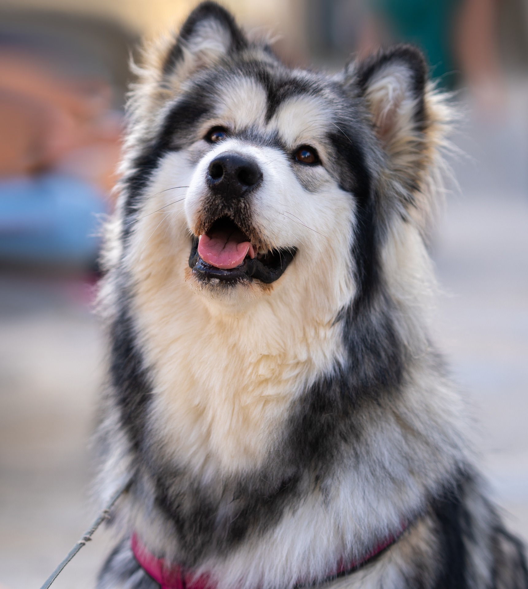 Vet Santa Clarita CA 