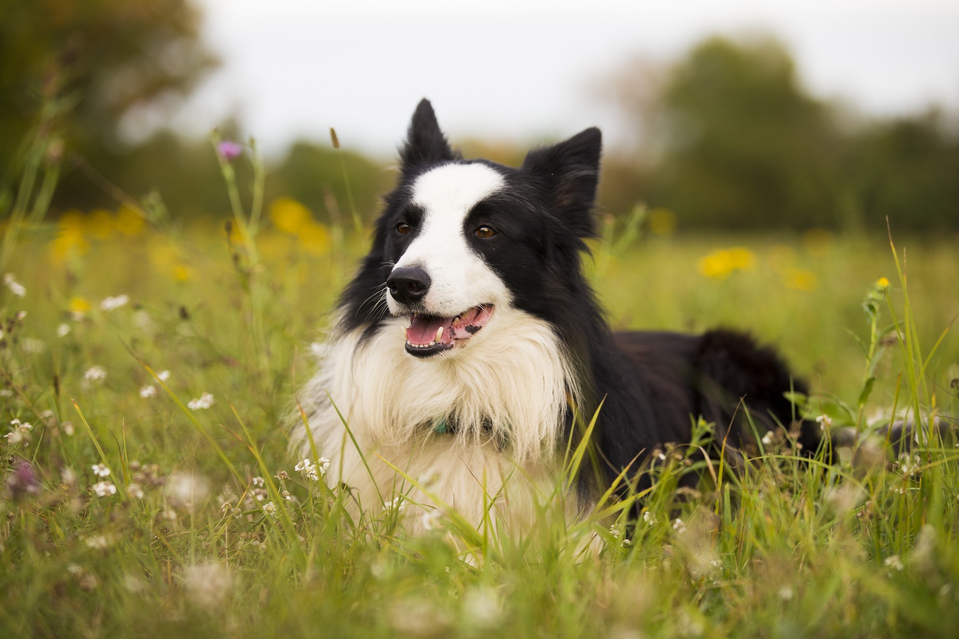 Vets Near Me for Dogs Oxnard CA