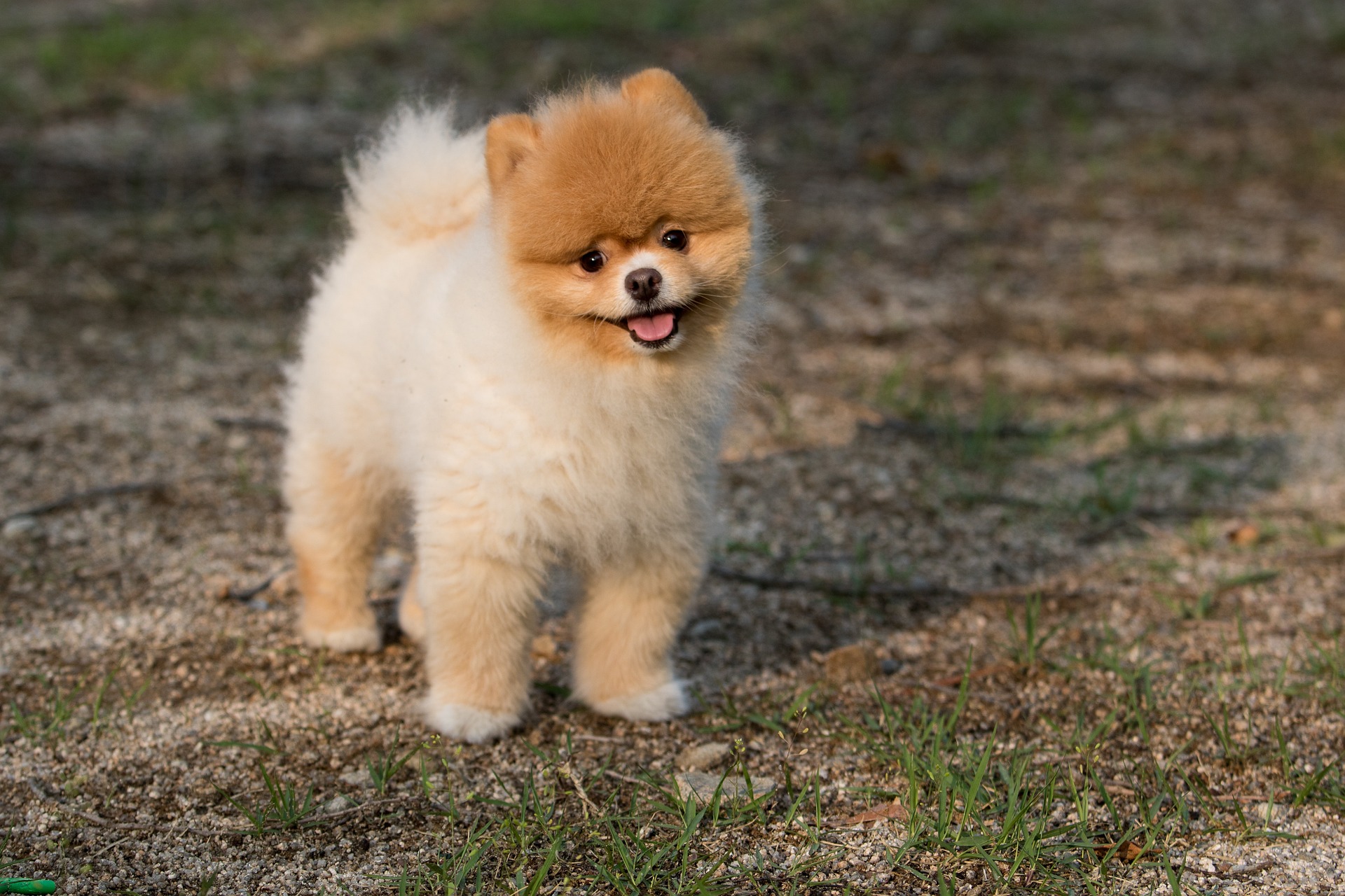Online Vet Amarillo TX