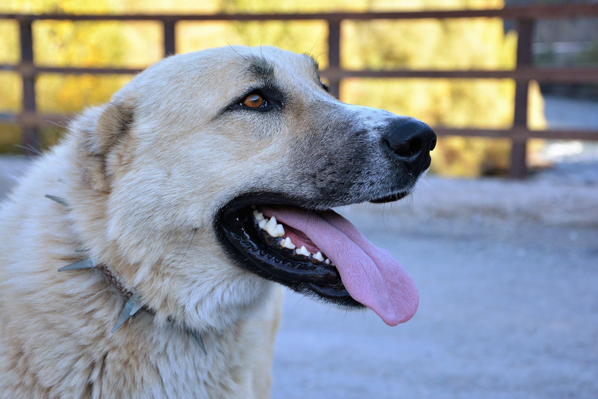 Veterinarian Sioux Falls SD