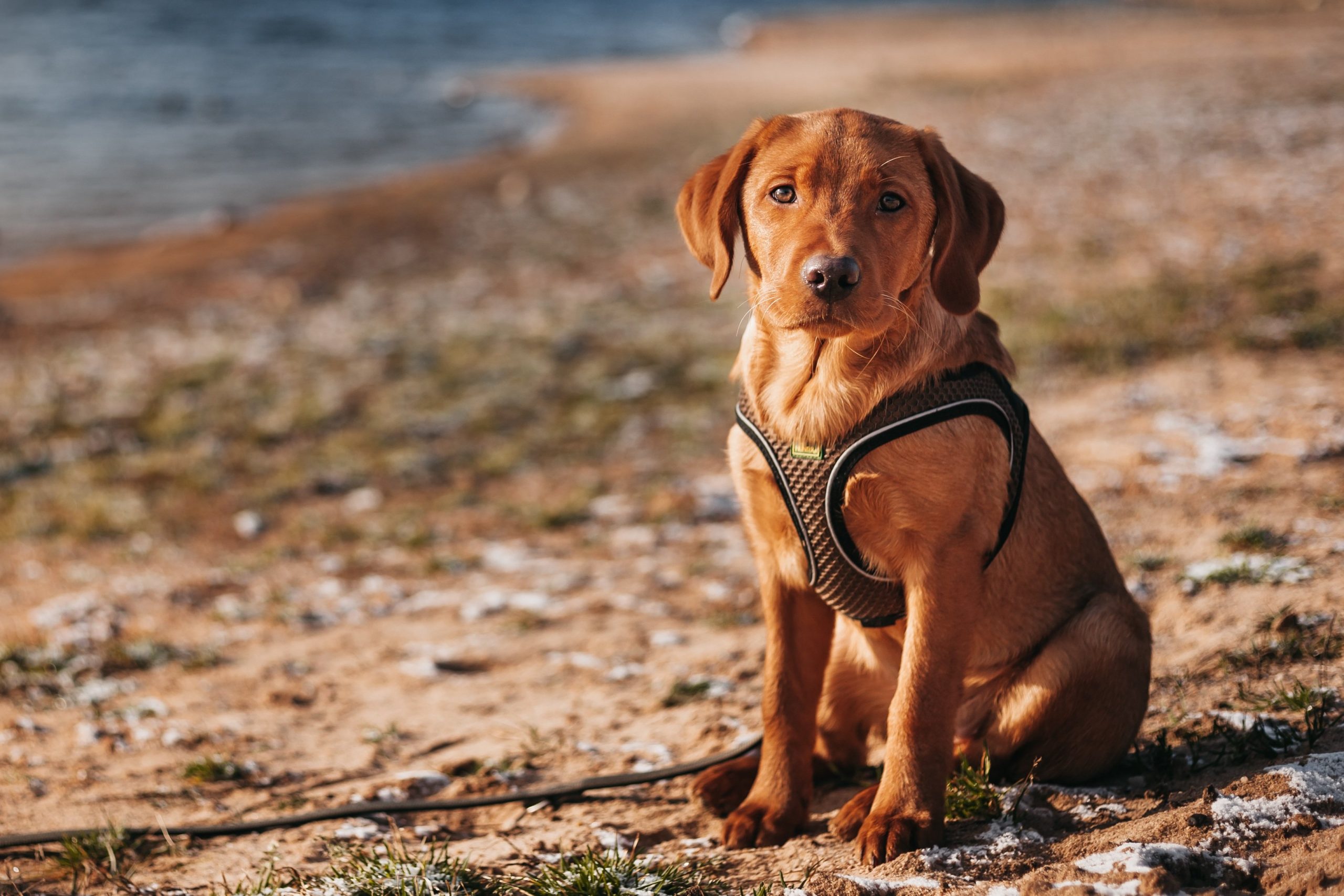 Best Vets Scottsdale AZ