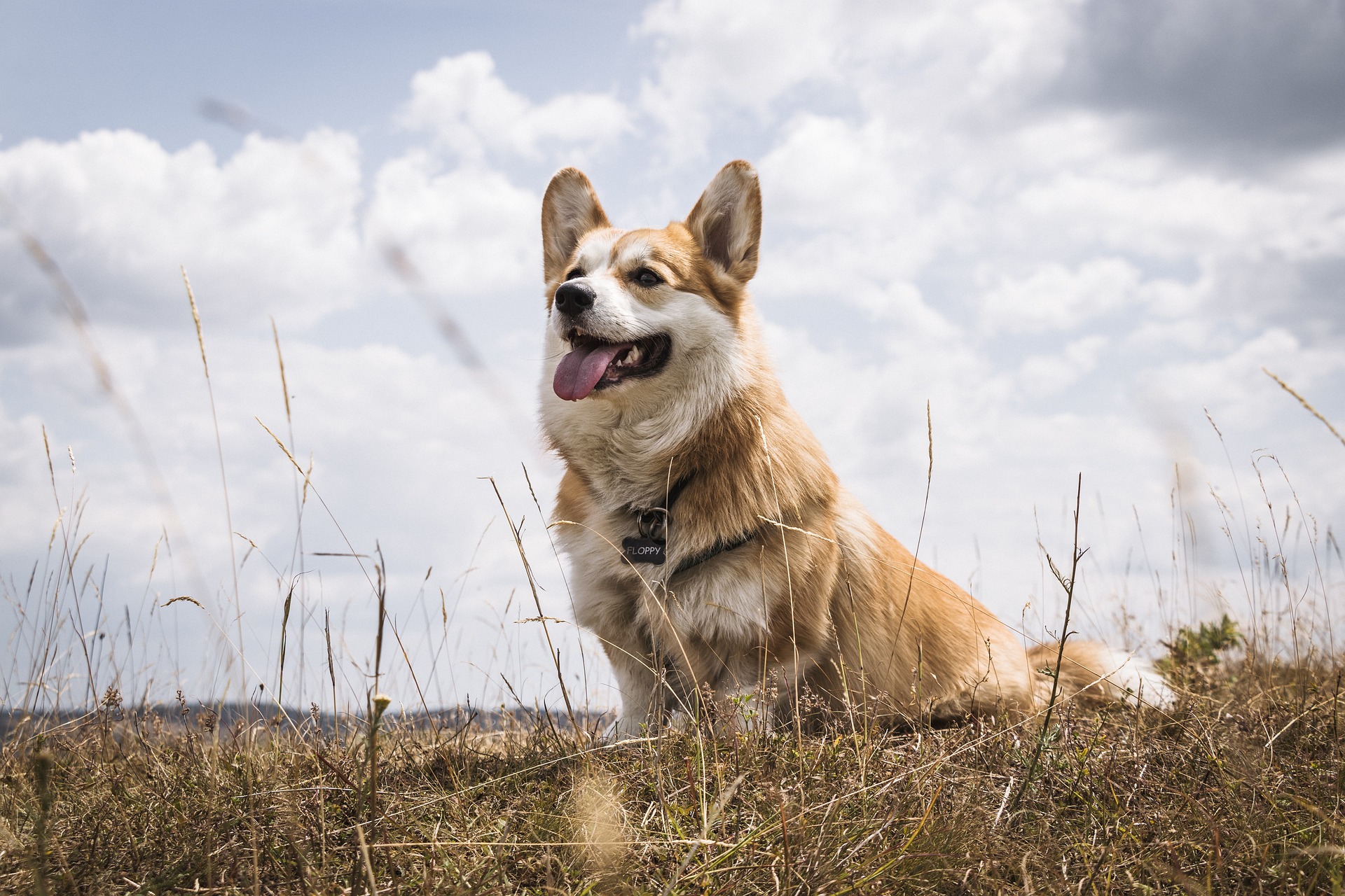 Veterinarian Yonkers NY