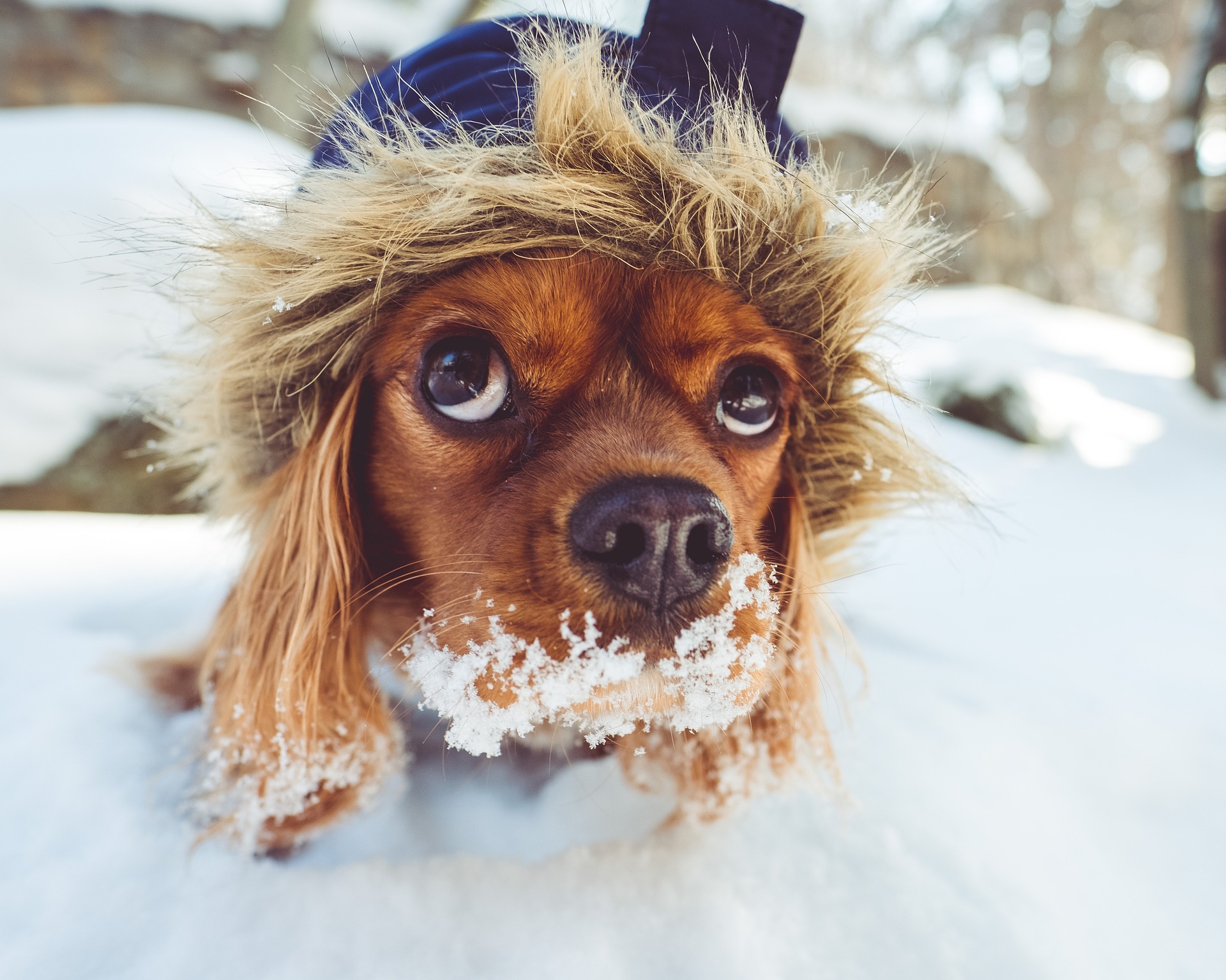 Online Vet Baton Rouge LA