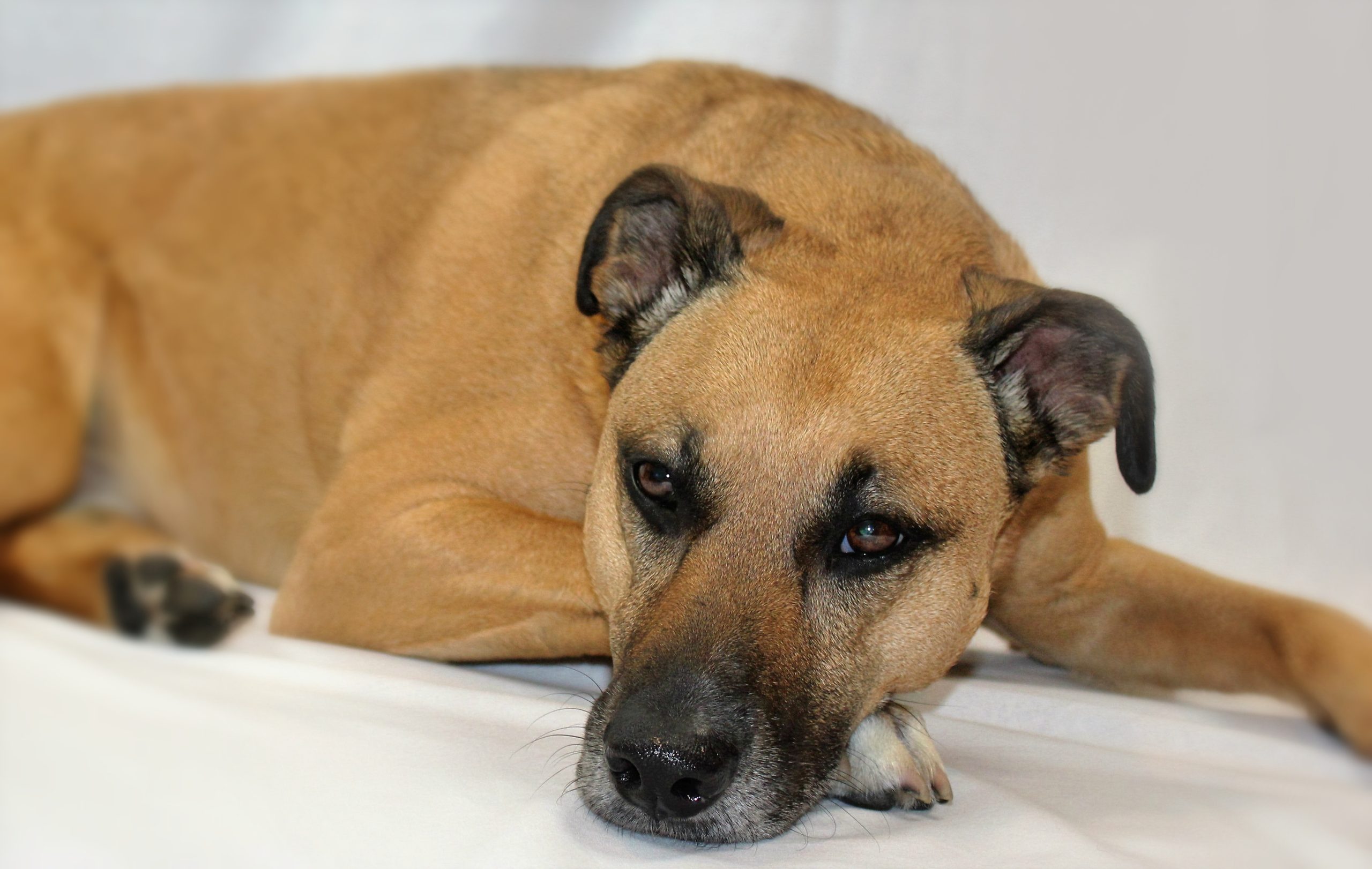 Veterinarian Modesto CA