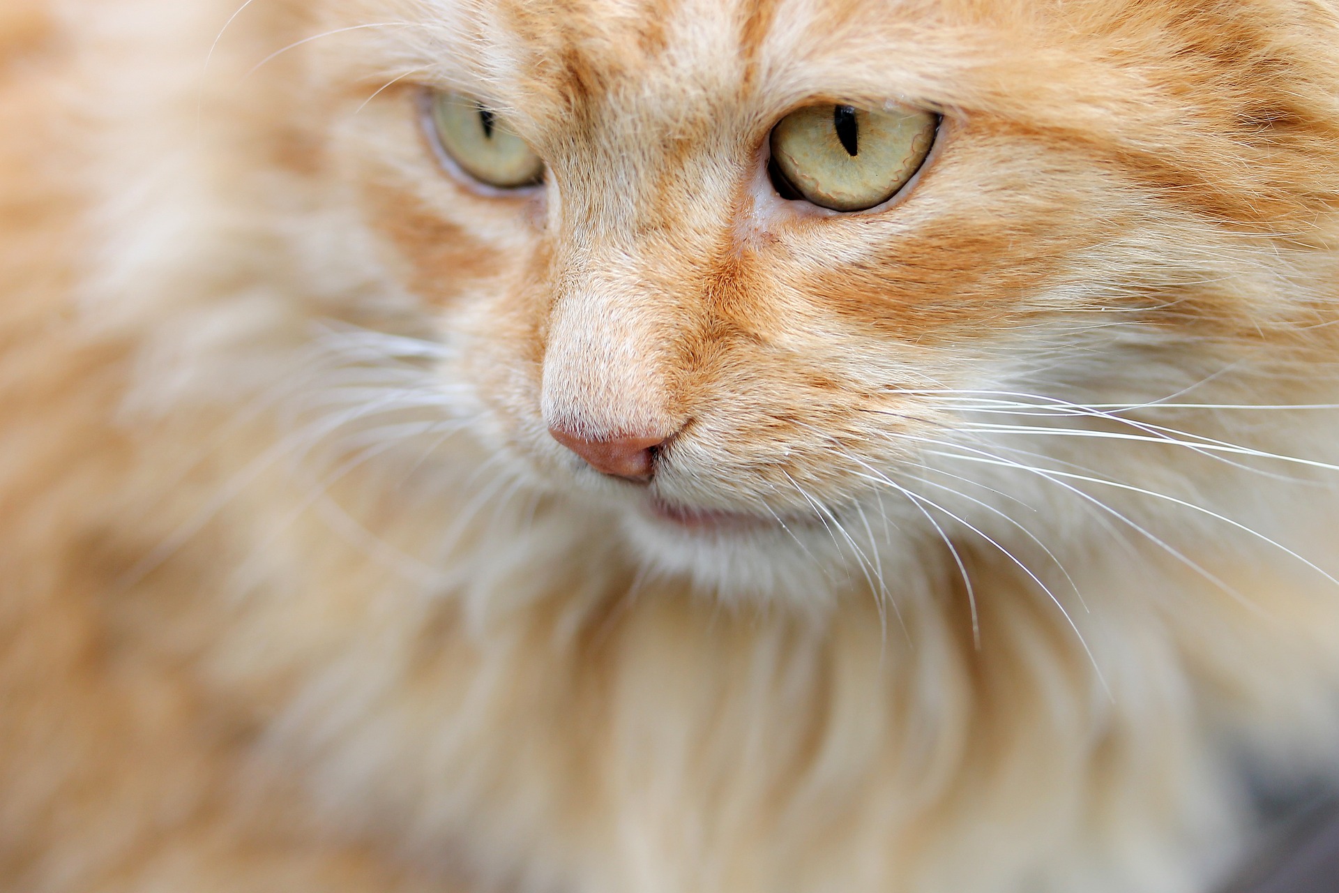 Online Vet Appointment Port St Lucie FL