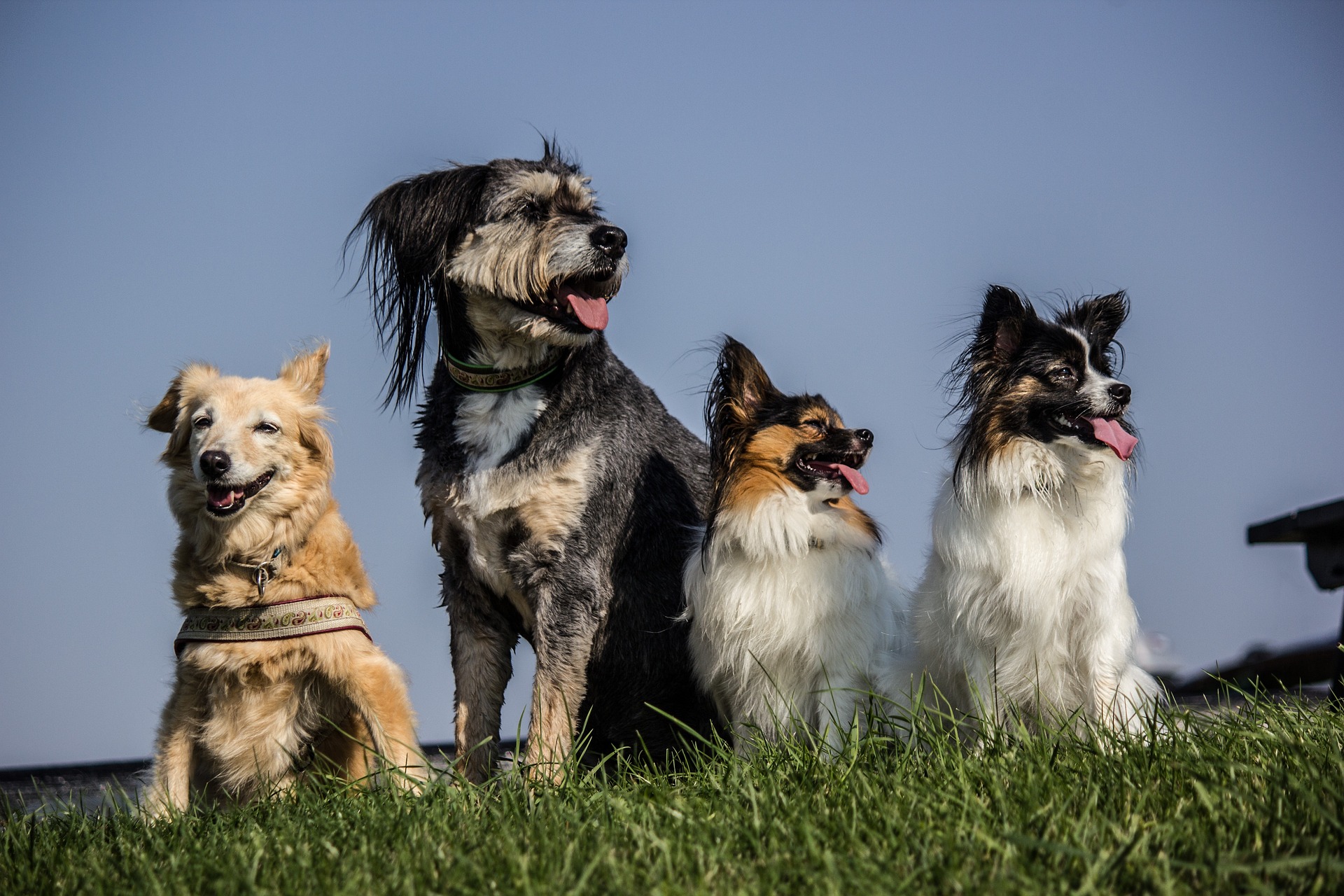 Veterinarian Huntsville AL