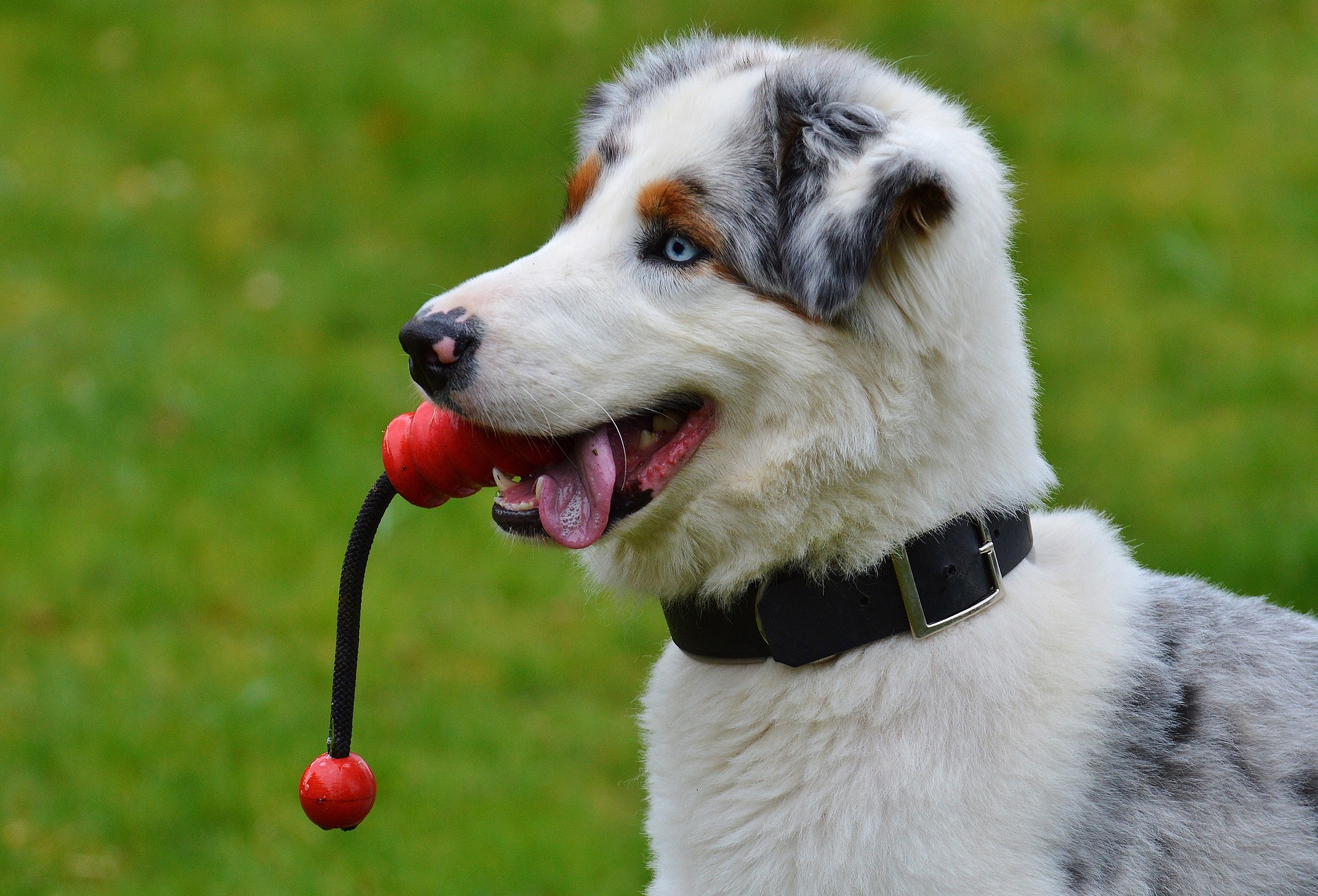 Veterinarian Moreno Valley CA