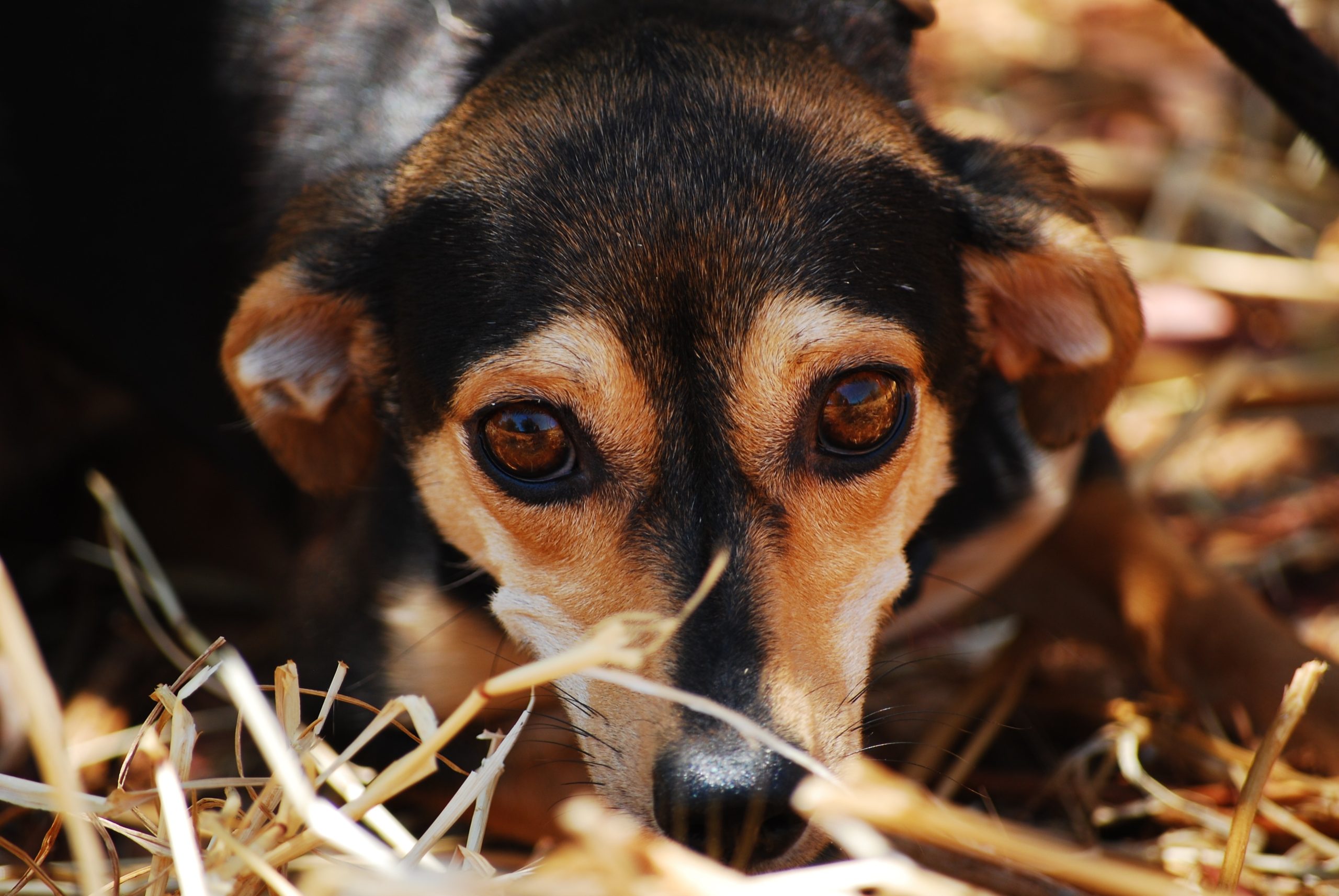 Online Vet Frisco TX