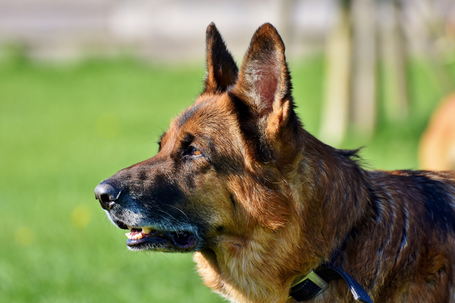 Best Vets Rochester NY