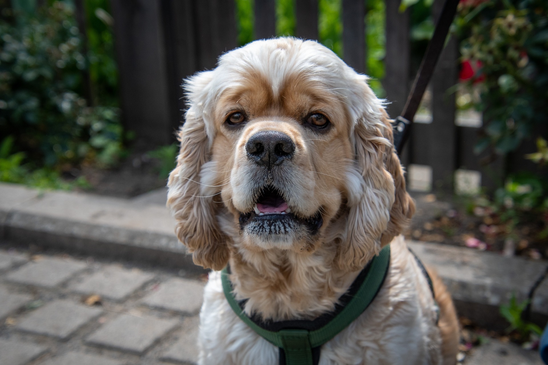 Best Vets Worcester MA